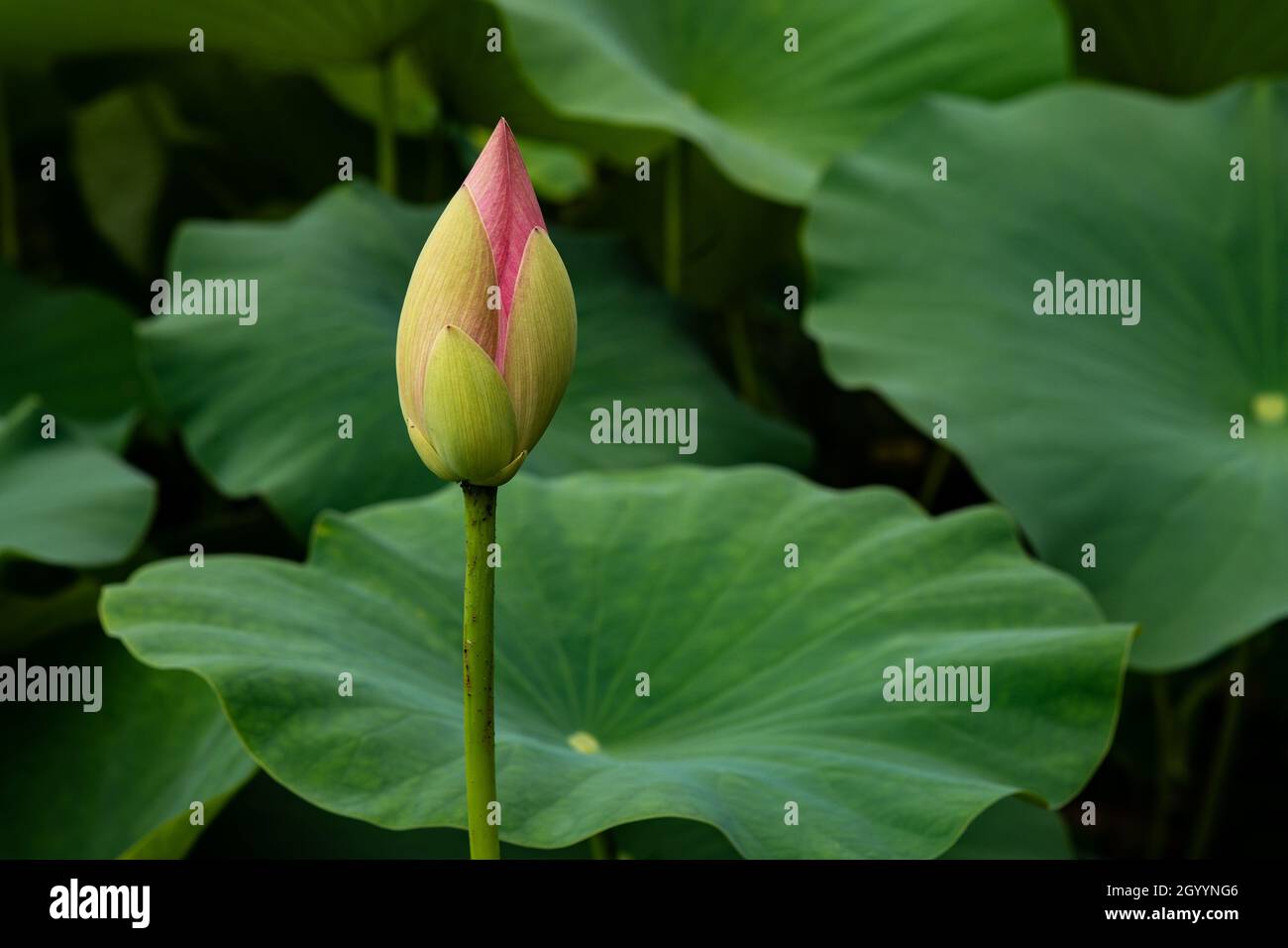 Boccioli di loto in stagno. Un bocciolo di fiore di loto rosa indipendente  e sfondo foglia Foto stock - Alamy