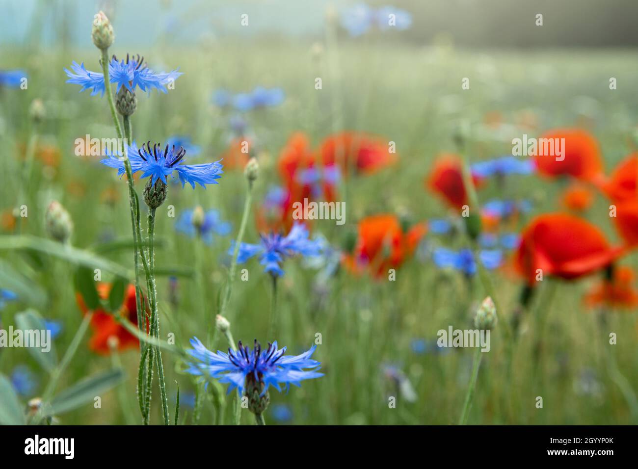 Bellissimi papaveri rossi e fiori di mais blu in un campo in una giornata estiva soleggiata. (Papaver Rhoeas, Flanders Poppy, Centaurea cyanus) Foto Stock