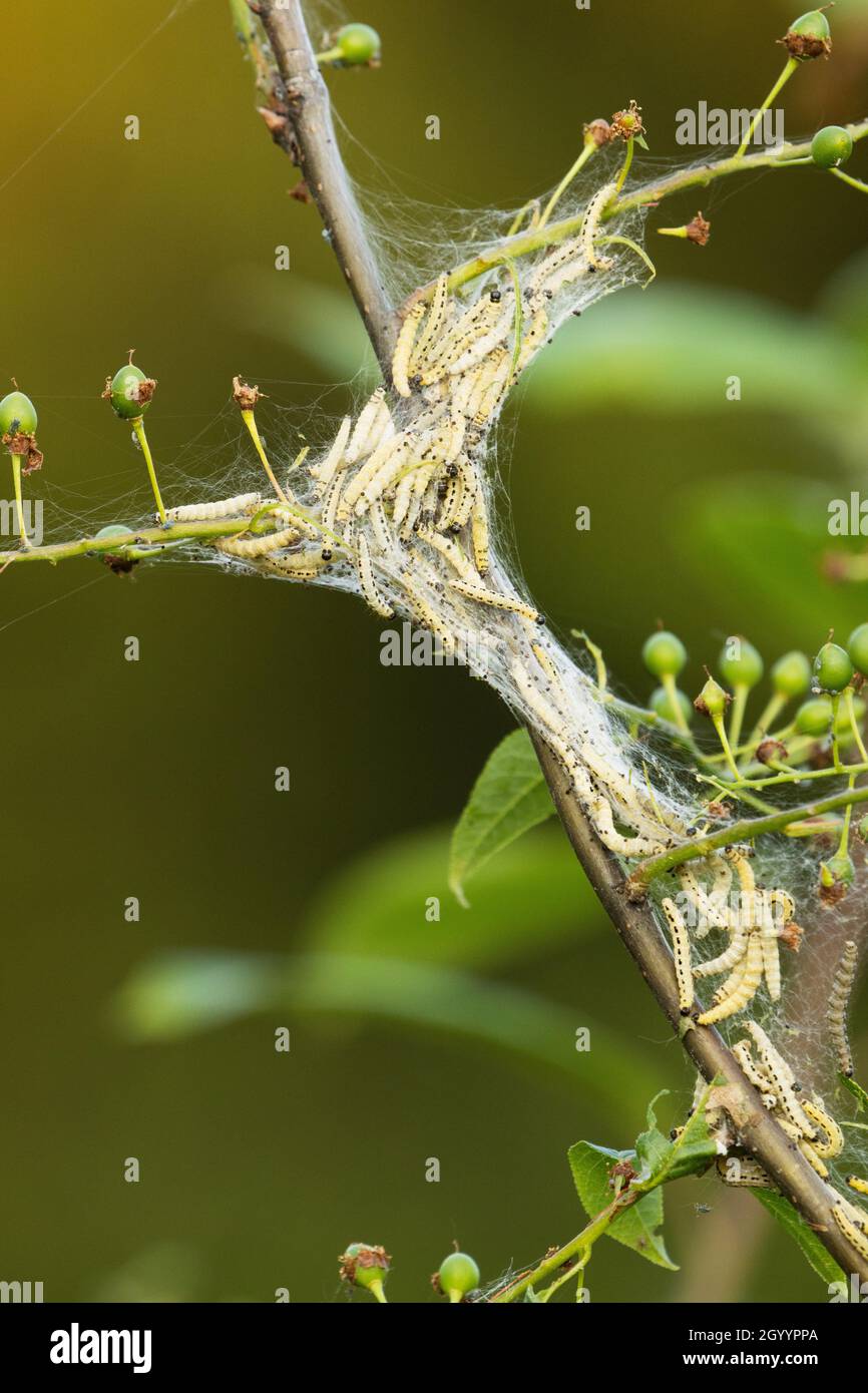 Un gruppo di ermine di ciliegio di uccello, Yponomeuta evonymoella in una rete allegata ai rami di ciliegio di uccello. Foto Stock