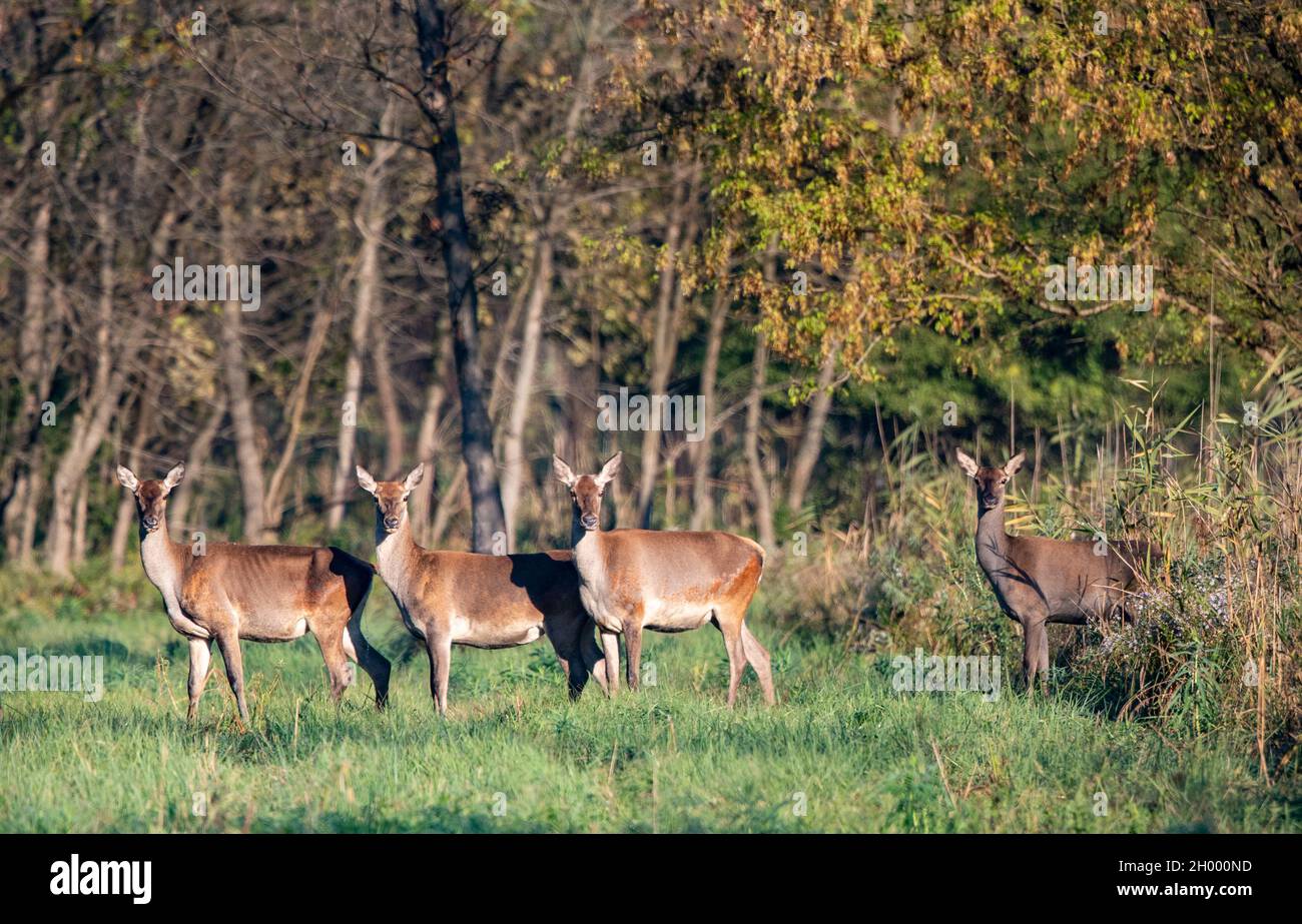 Gruppo di indù (femmina di cervo rosso) su prato in foresta. Fauna selvatica in habitat naturale Foto Stock