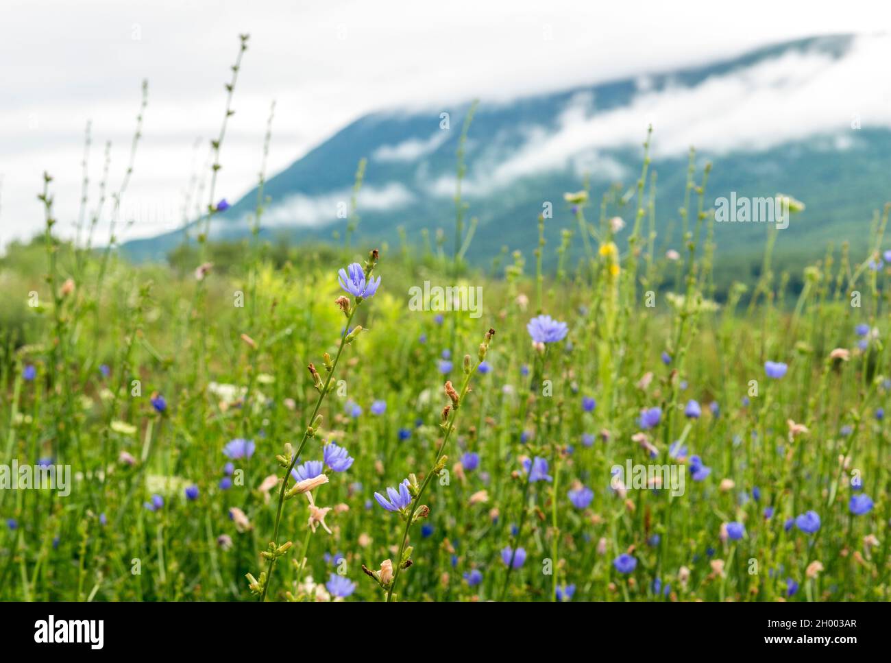 Vista di fiori di cicoria blu chiaro tra erba naturale con una vista del Monte Equinox sullo sfondo a Manchester, Vermont. Foto Stock