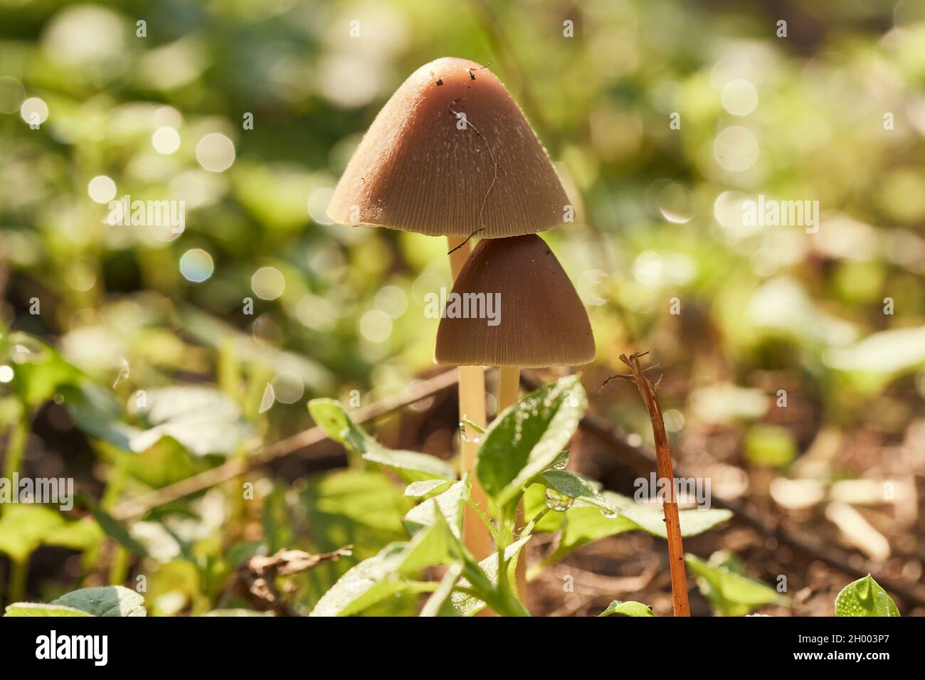 Due piccoli funghi marroni in bella luce del sole che crescono ai margini di una foresta. Foto Stock