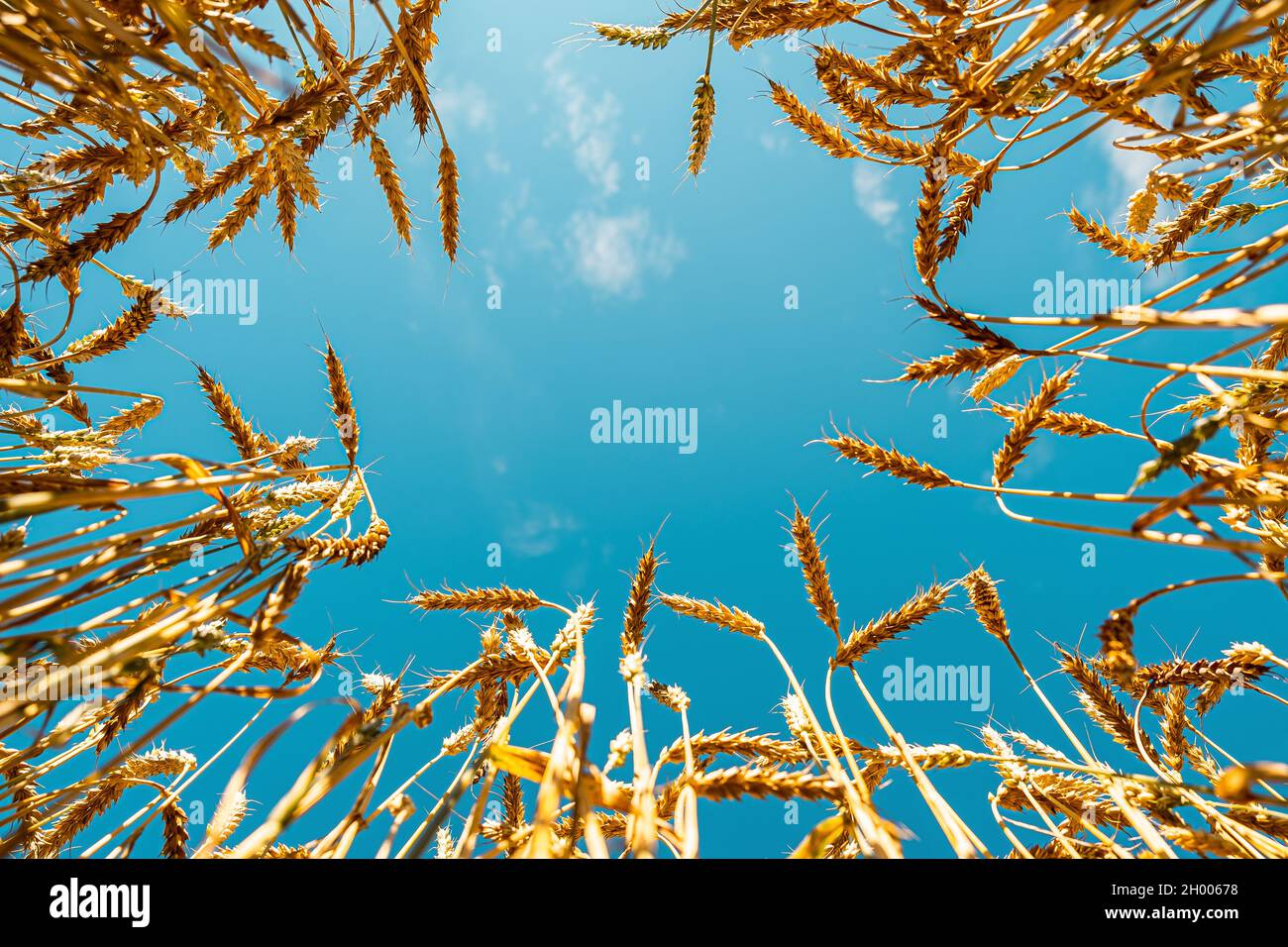 Spighe mature di grano in primo piano campo sullo sfondo del cielo blu. Shot dal basso verso l'alto. Uno sguardo al cielo attraverso le orecchie di grano maturo. Primo piano di Foto Stock