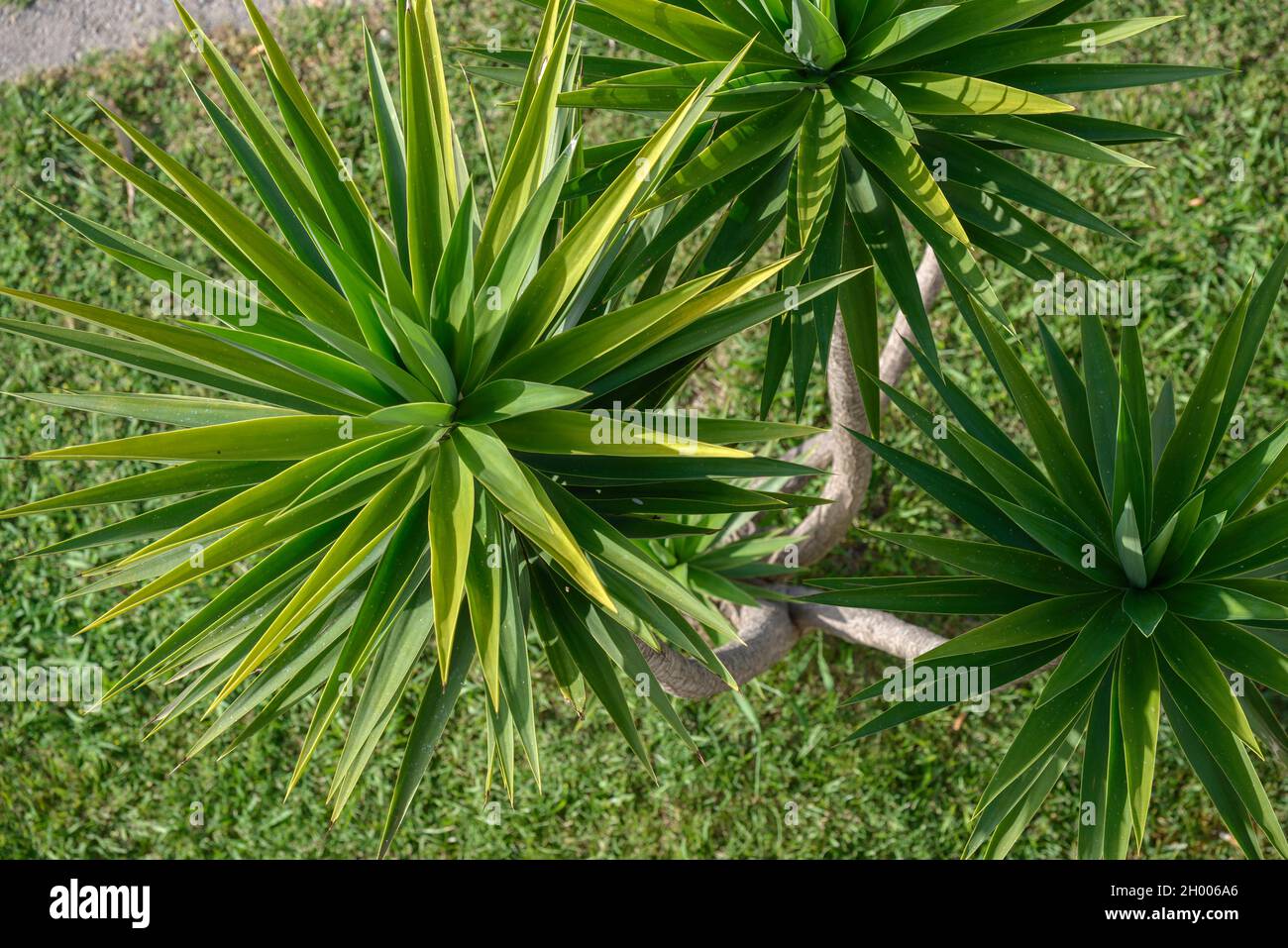 Vista ad angolo alto di verde affollata e spalmare le cime delle foglie di aloifolia Yucca, noto come pugnale spagnolo o albero di Joshua, alla luce del sole del mattino. Foto Stock