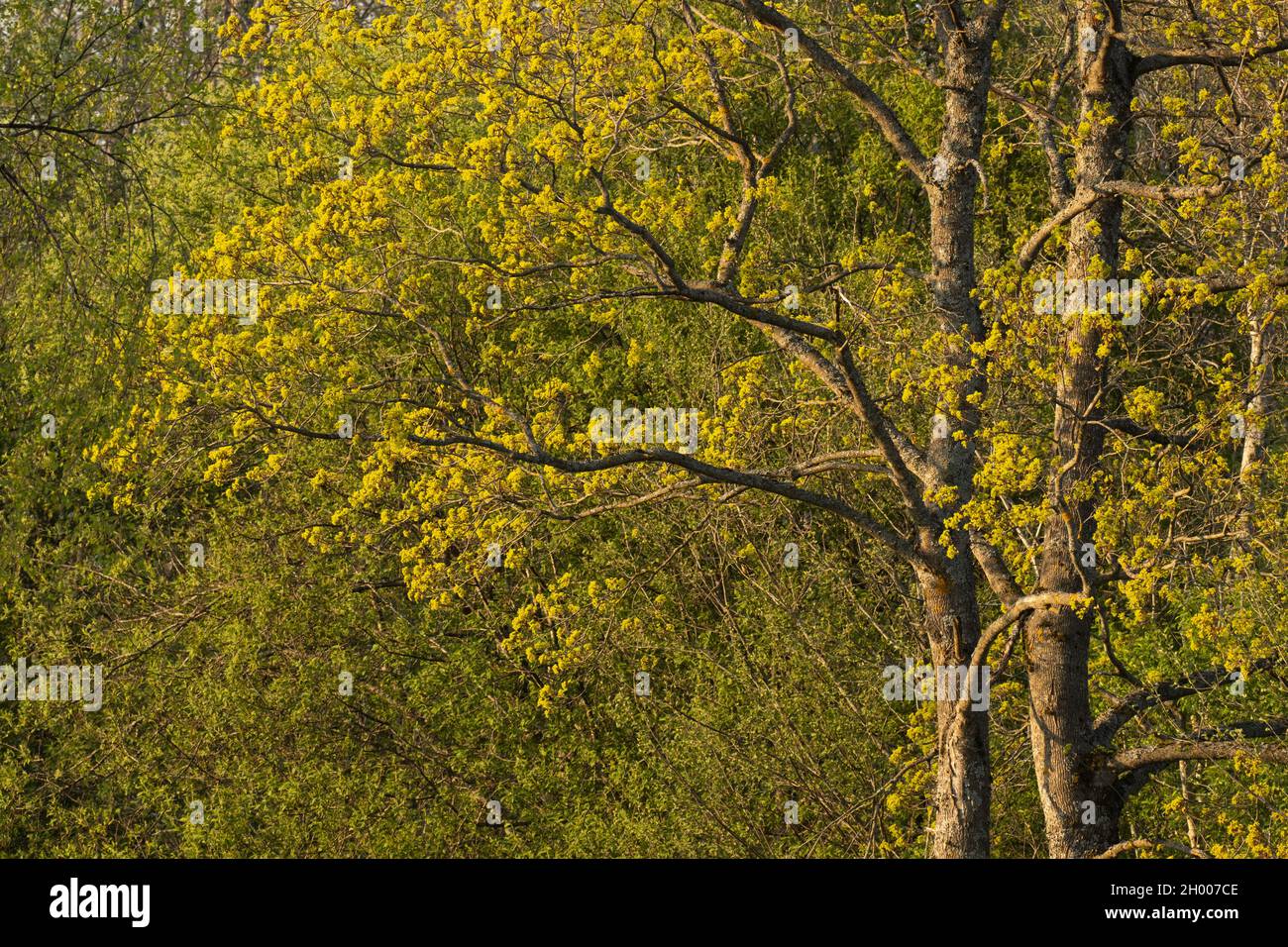 Acero norvegese, Acer platanoides albero fiorire durante la primavera in Estonia, Nord Europa. Foto Stock