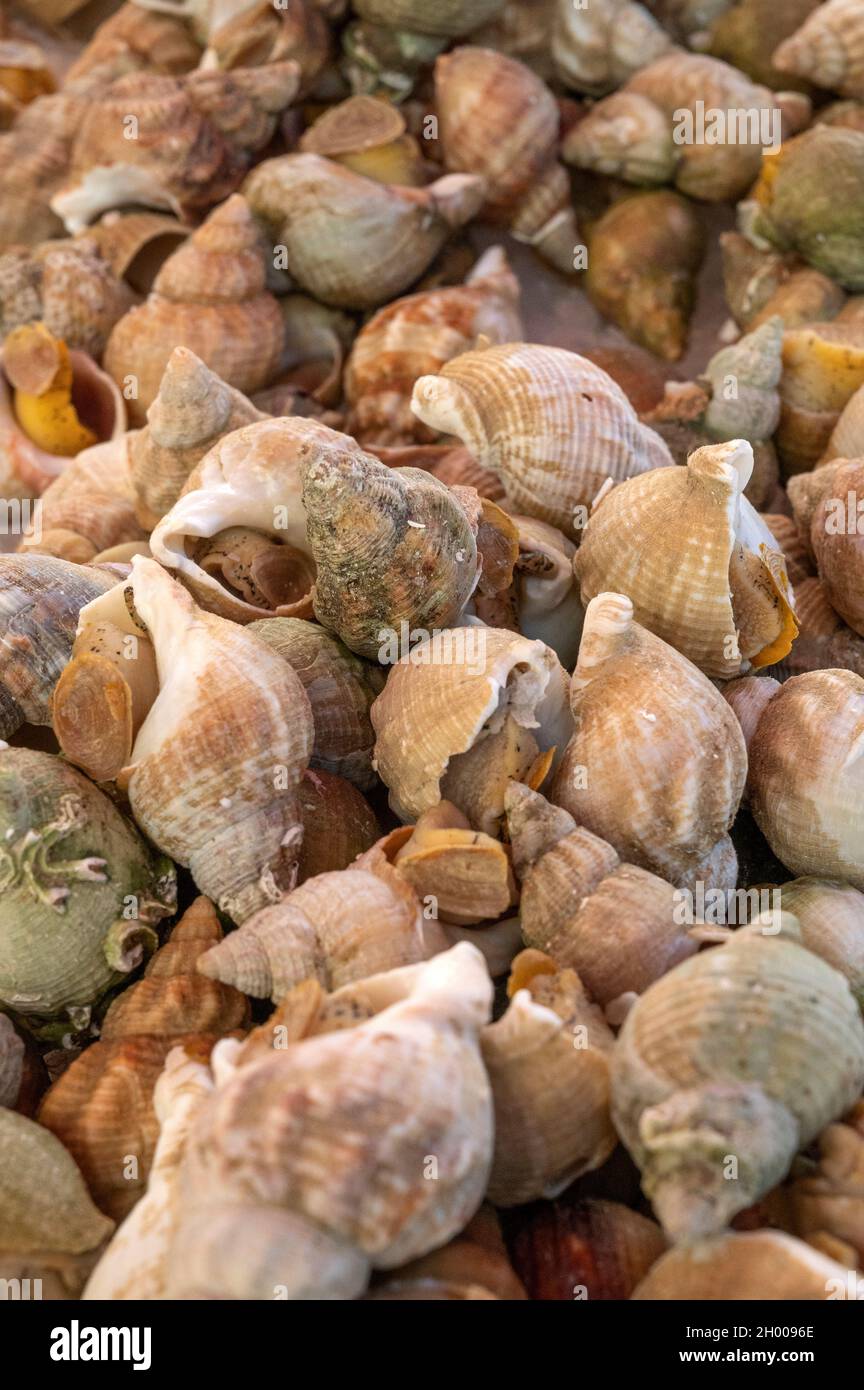 Butots (whelk), coldwater lumache di mare commestibili, presso le bancarelle del mercato di Place Général de Gaulle, Nizza, Francia Foto Stock