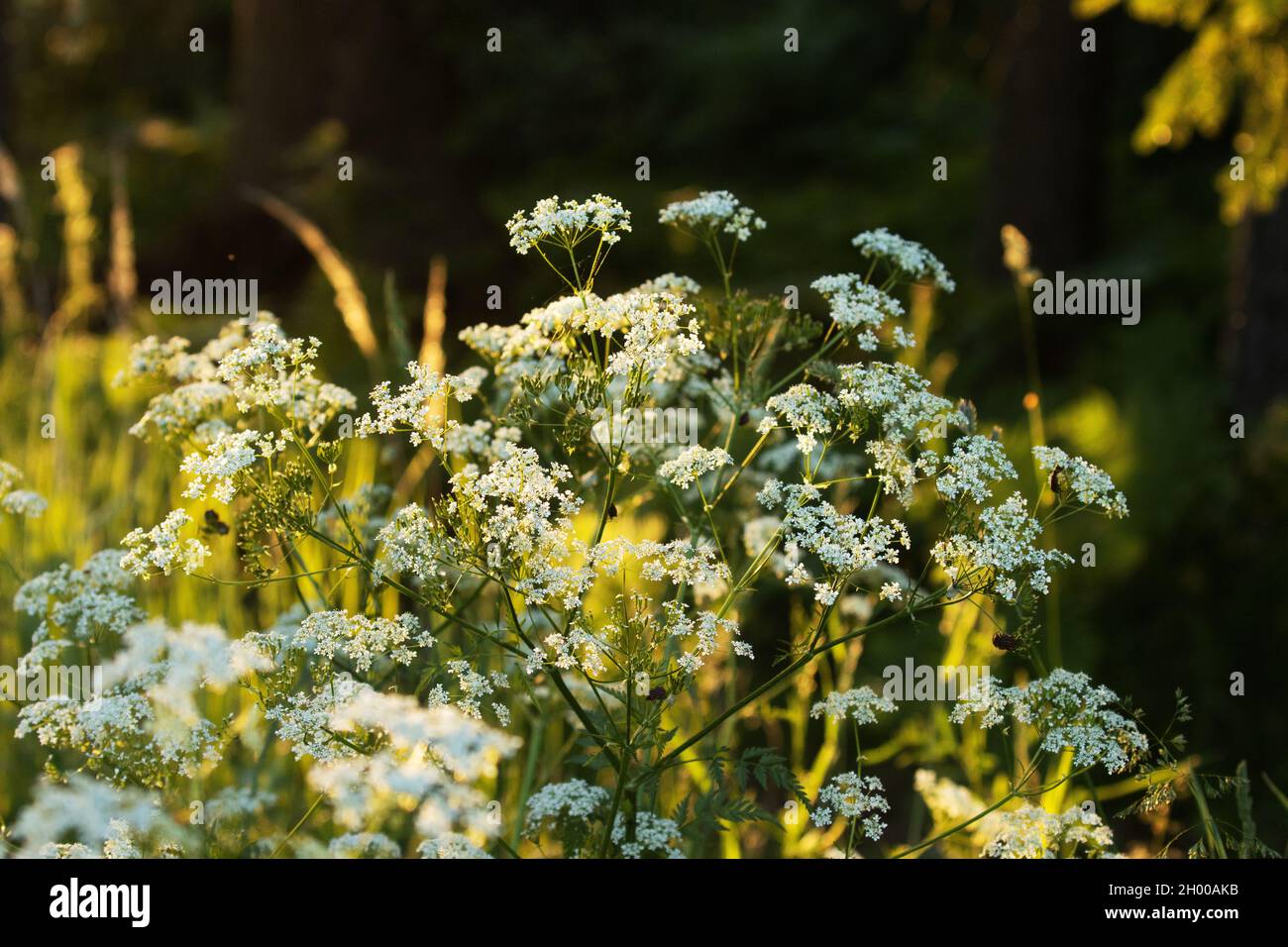 Bel prezzemolo di mucca, Anthriscus sylvestris fiorisce in una serata di inizio estate in Estonia, Europa del Nord. Foto Stock