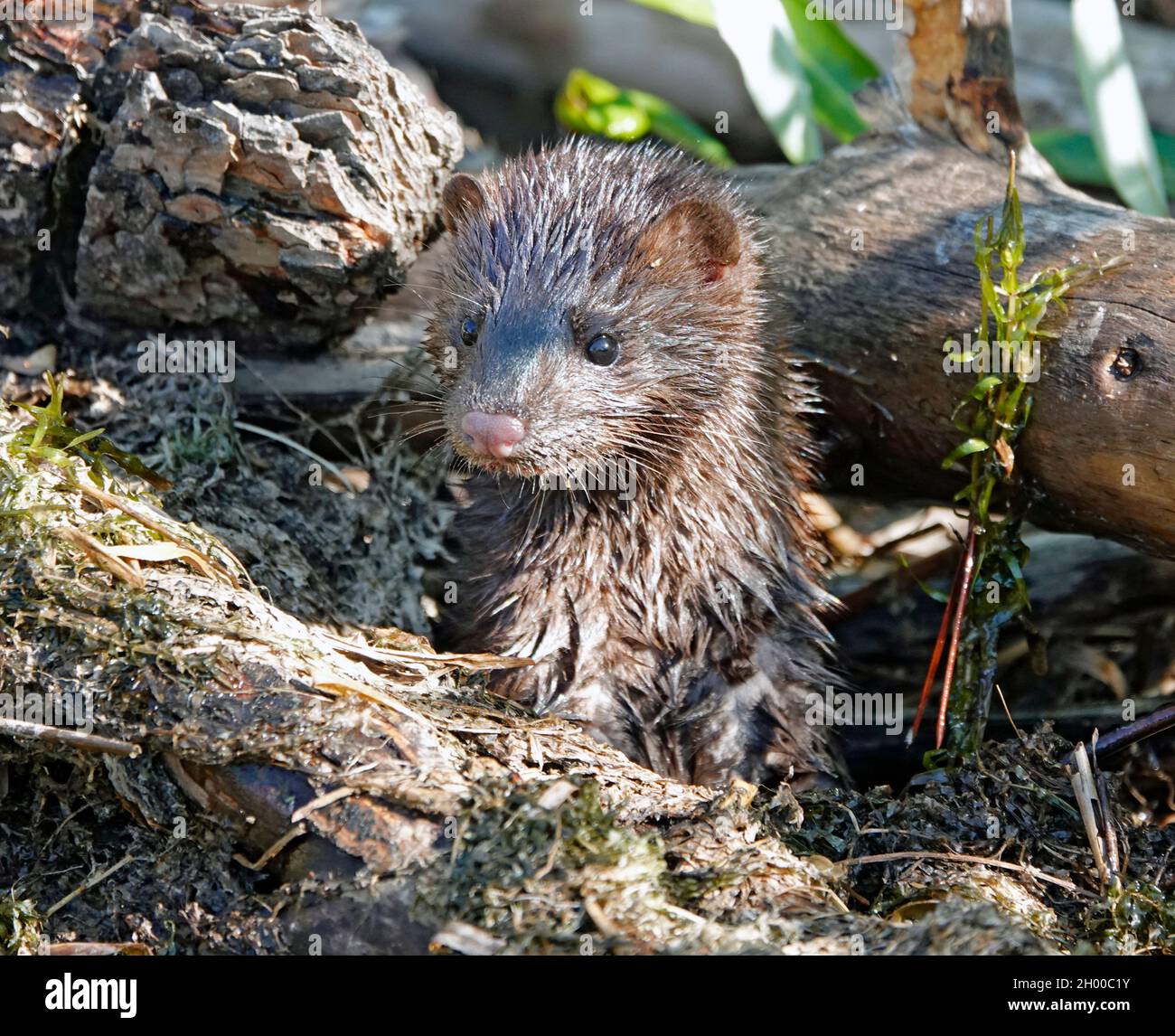 Ritratto di un American Mink, Neovison Vison, caccia alla trota in un inceppamento di log in Oregon centrale. Foto Stock