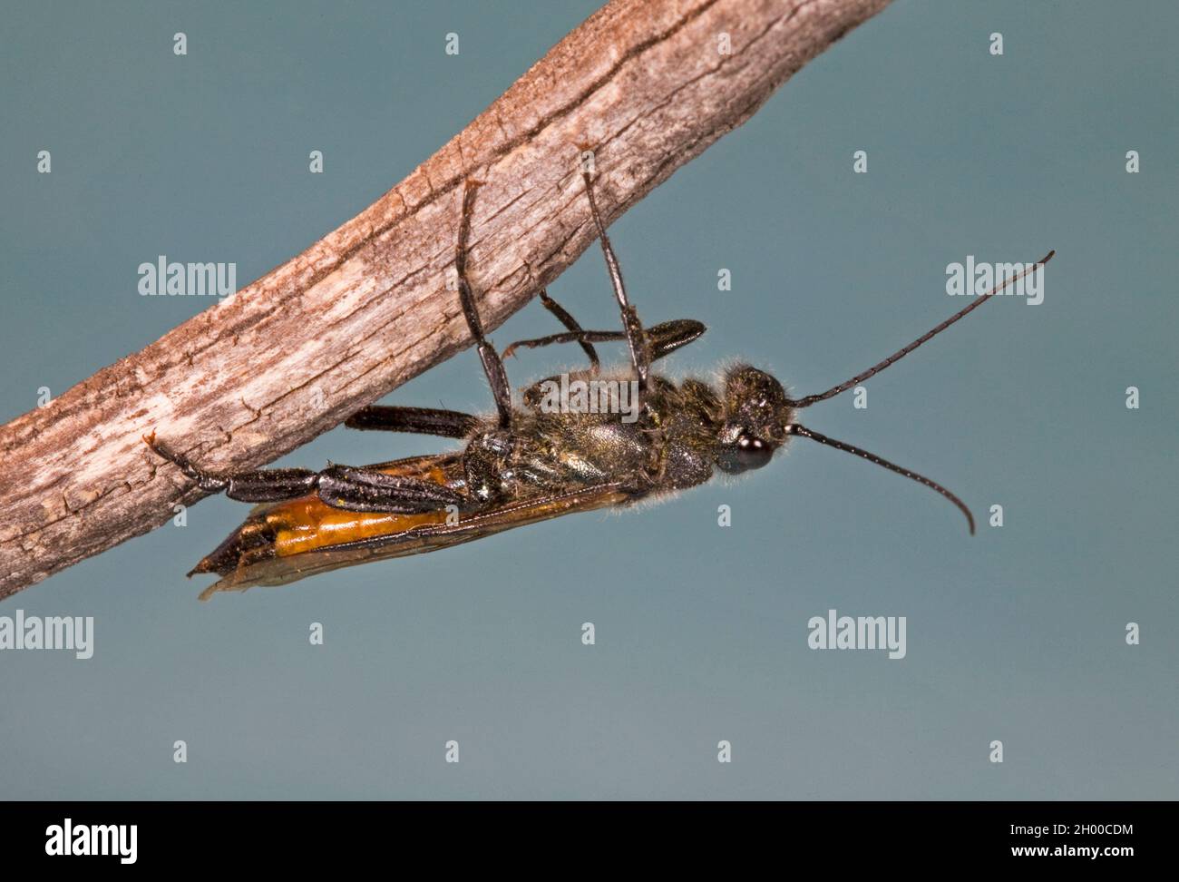 Ritratto di un maschio horntail wasp (Famiglia Siricidae), Sirex areolatus, che si trova su un ramo, nelle Cascade Mountains dell'Oregon centrale. Foto Stock