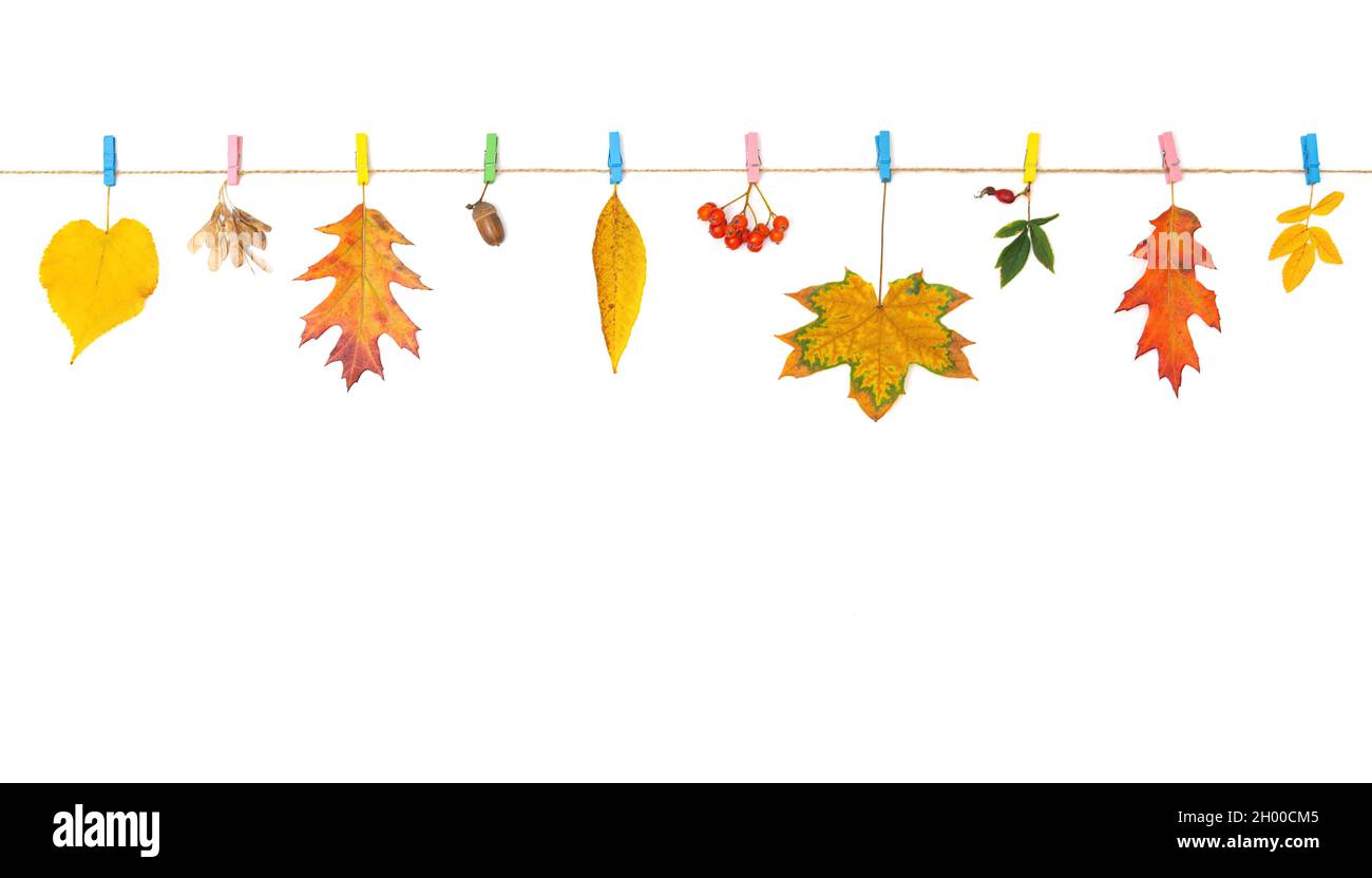 Bandiera autunnale fatta di foglie autunnali pigmentate e bacche pinned su una linea isolata su sfondo bianco. Foto Stock