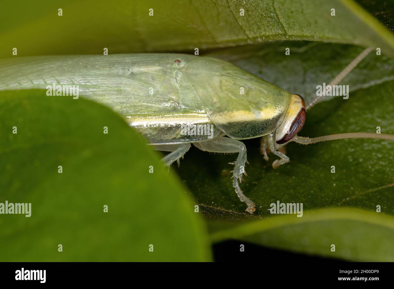 Cockroach Gigante Verde del genere Panchlora Foto Stock