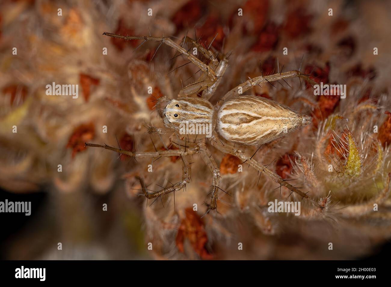 Striped Lynx Spider del genere Oxyopes Foto Stock