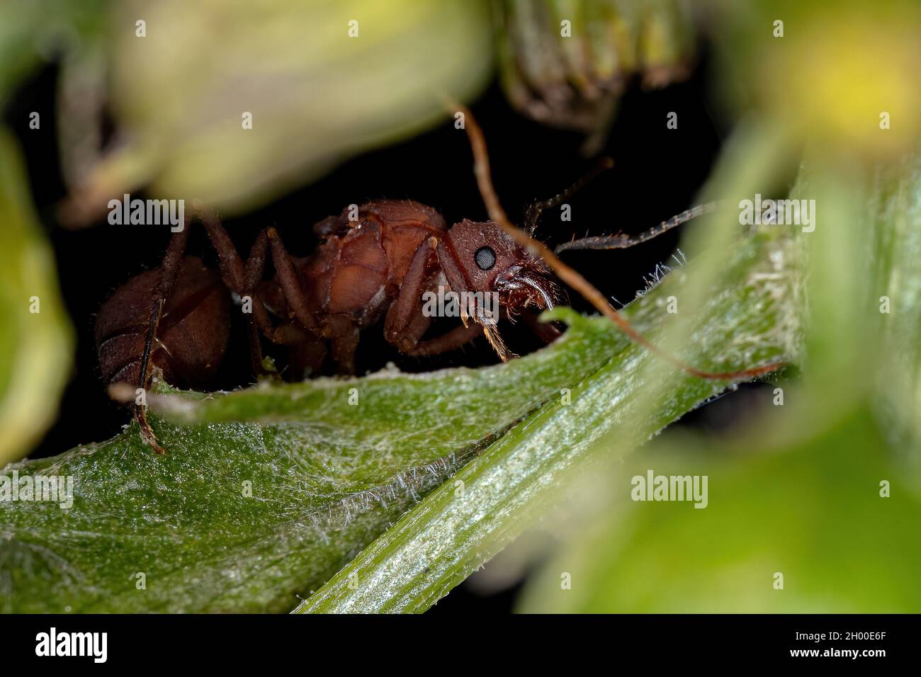 Adulto femmina Acromyrmex foglia taglierina regina ANT del genere Acromyrmex Foto Stock