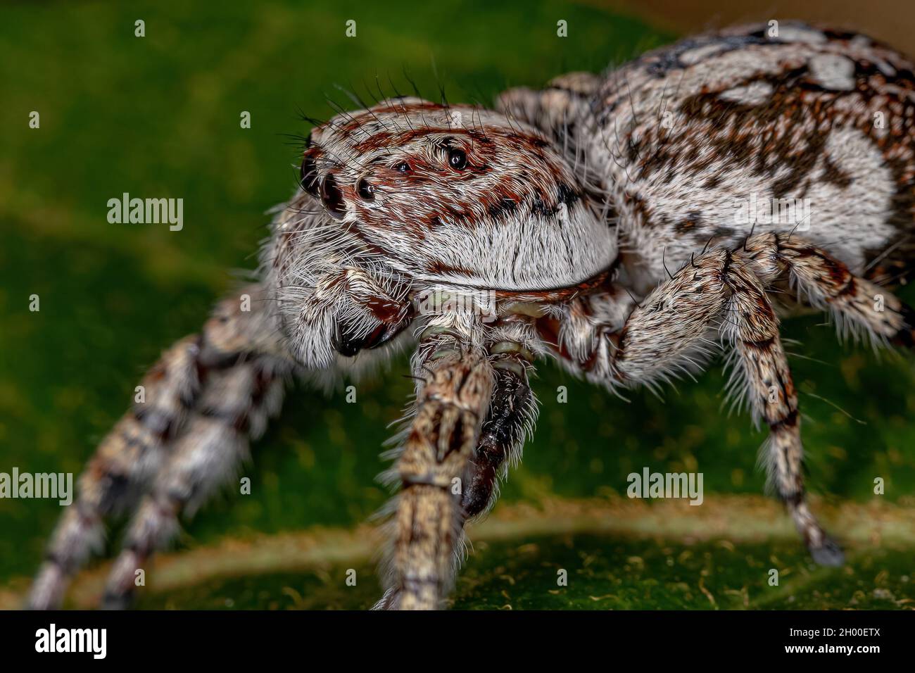 Gigante saltando Spider della subfamiglia salticinae Foto Stock