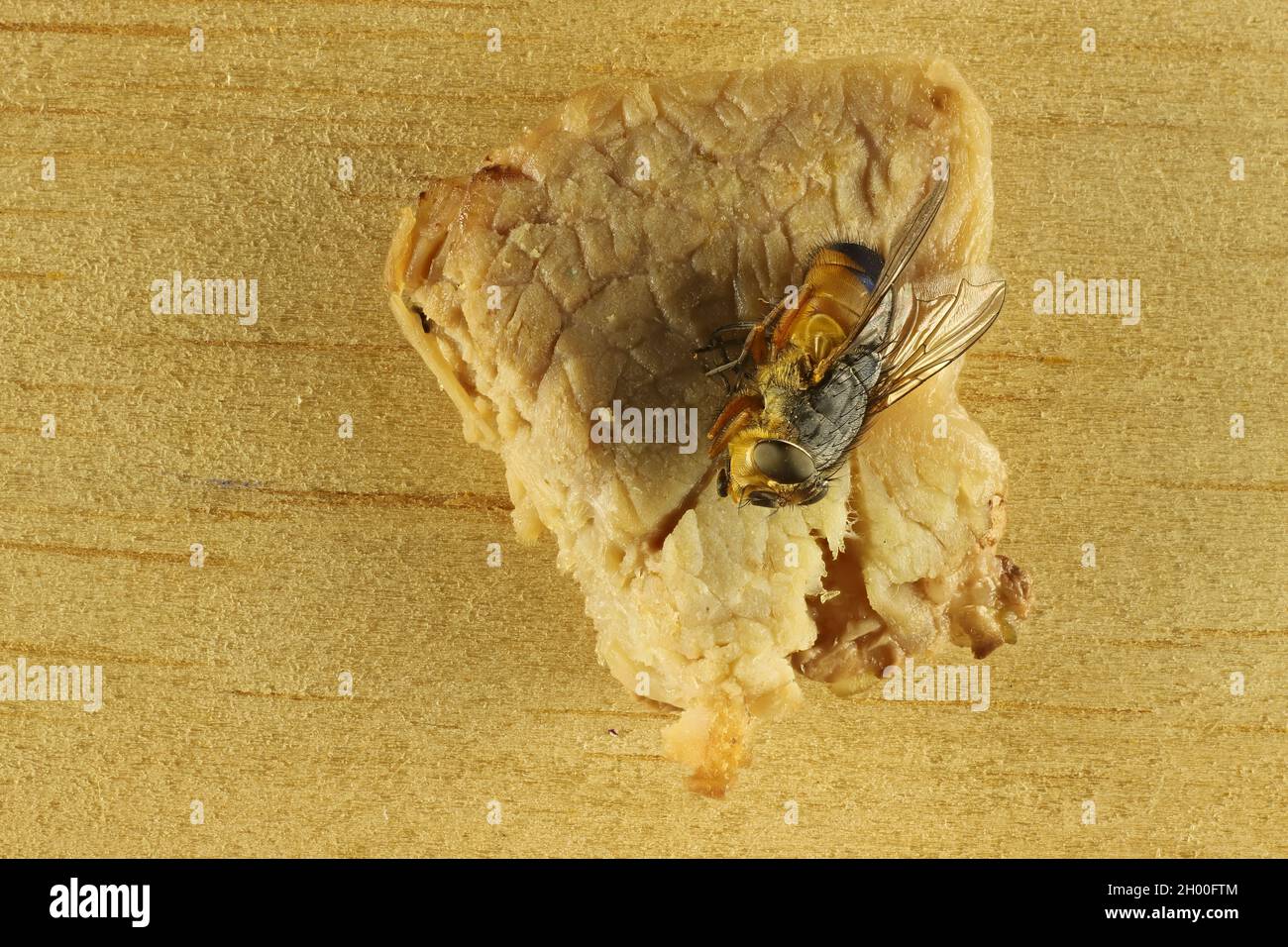 Primo piano di Blow Fly (Calliphora) sulla carne cotta Foto Stock