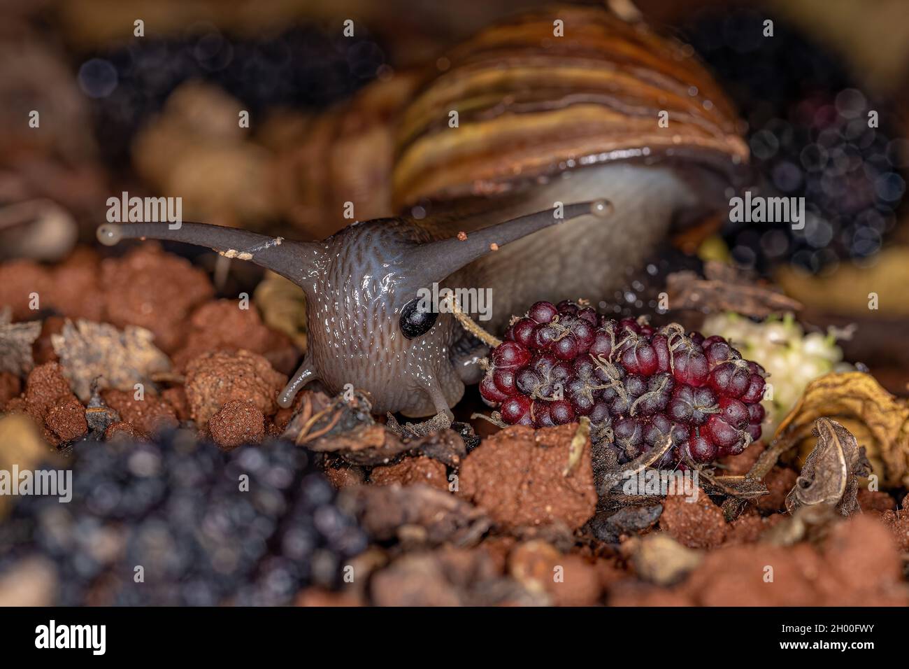 Lumaca gigante africana della specie Lissachatina fulica Foto Stock