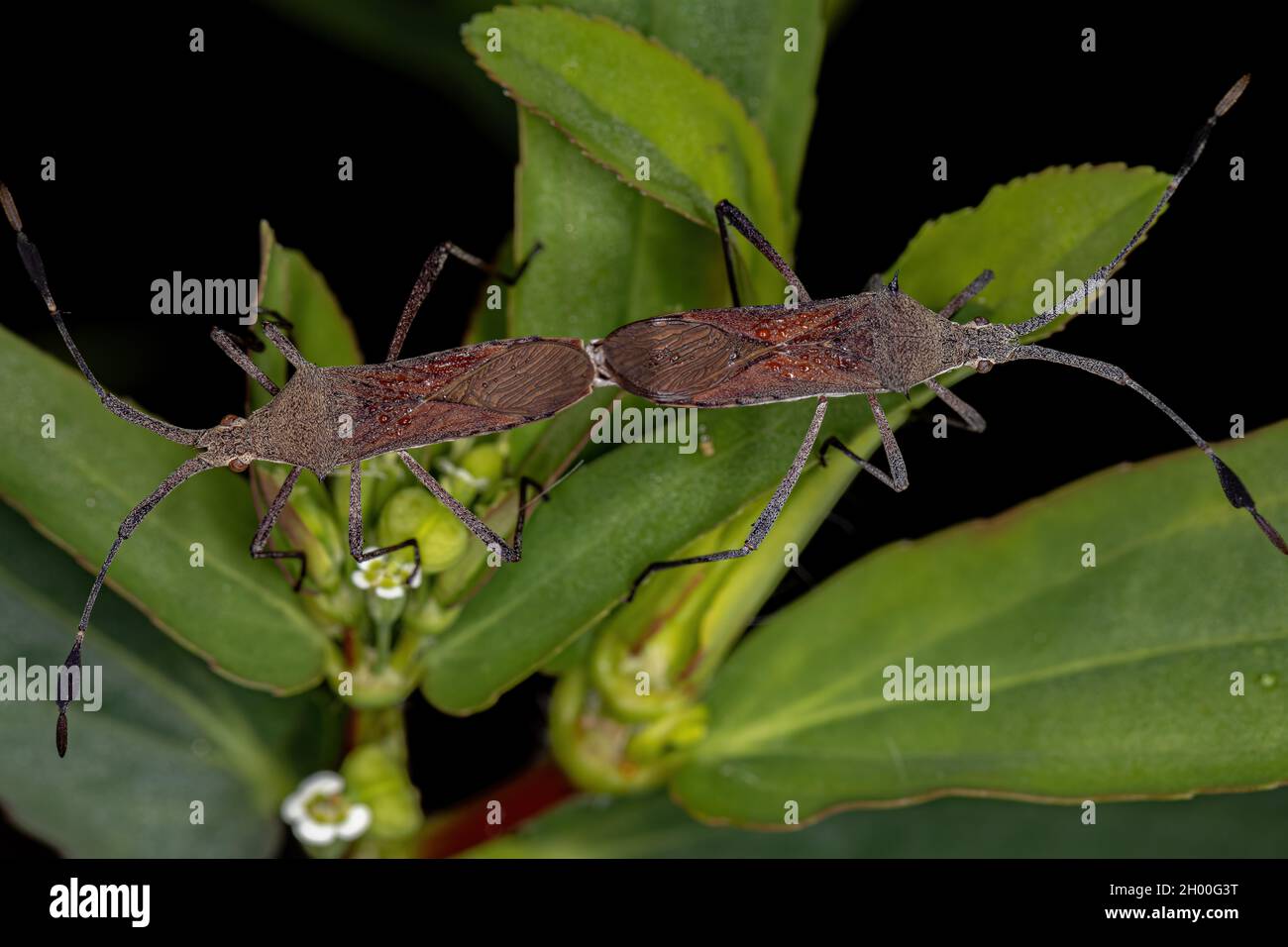 Brocche a foglie adulte del genere Chariesterus coupling Foto Stock