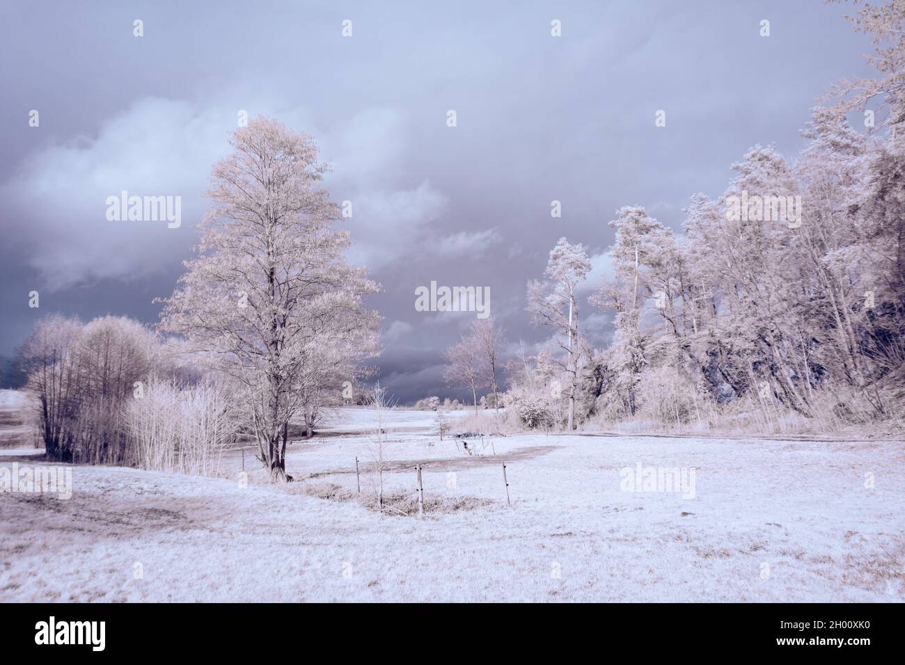 fotografia a infrarossi - surreale ir foto del paesaggio con alberi sotto il cielo nuvoloso - l'arte del nostro mondo e le piante nella telecamera invisibile a infrarossi sp Foto Stock