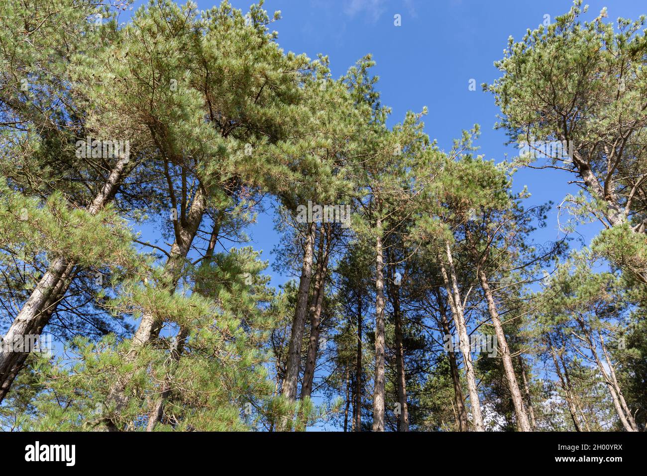 Newborough Forest, Galles: Piantagione conifere di alberi di pino corso sulla costa anglesey. Foto Stock