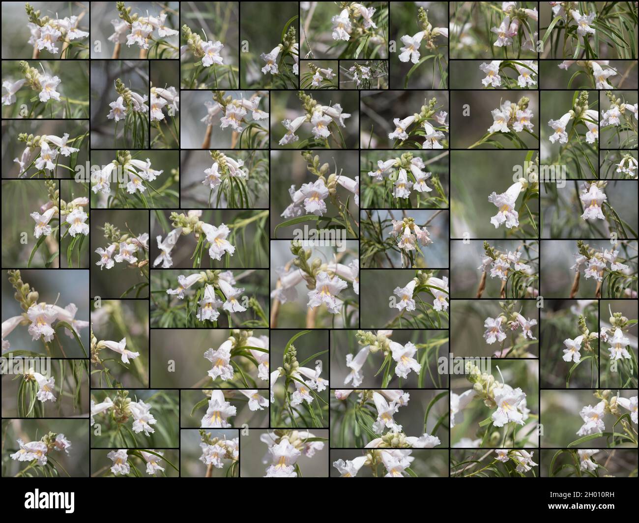 Collage di infiorescenze di racemi bianchi su Desert Willow, Chilopsis linearis, Bignoniaceae, nativo nel deserto del Mojave meridionale, primavera 2021. Foto Stock