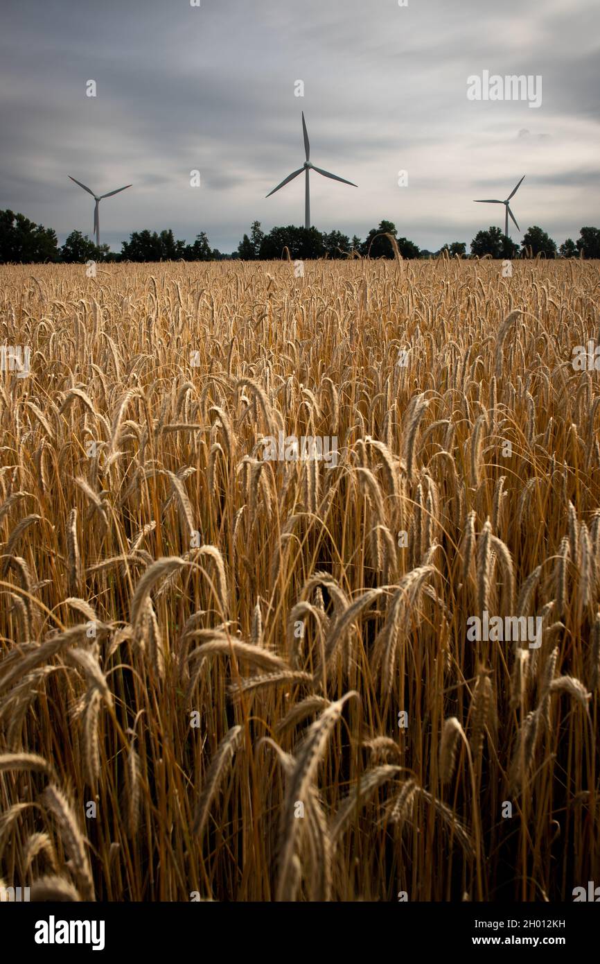 Campo di grano maturo con turbine eoliche e cielo drammatico sullo sfondo Foto Stock