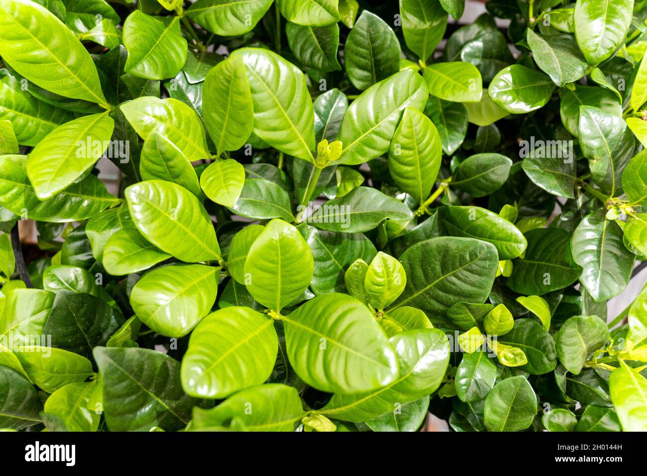 Fuoco sulle piante verdi della natura in giardino Foto Stock