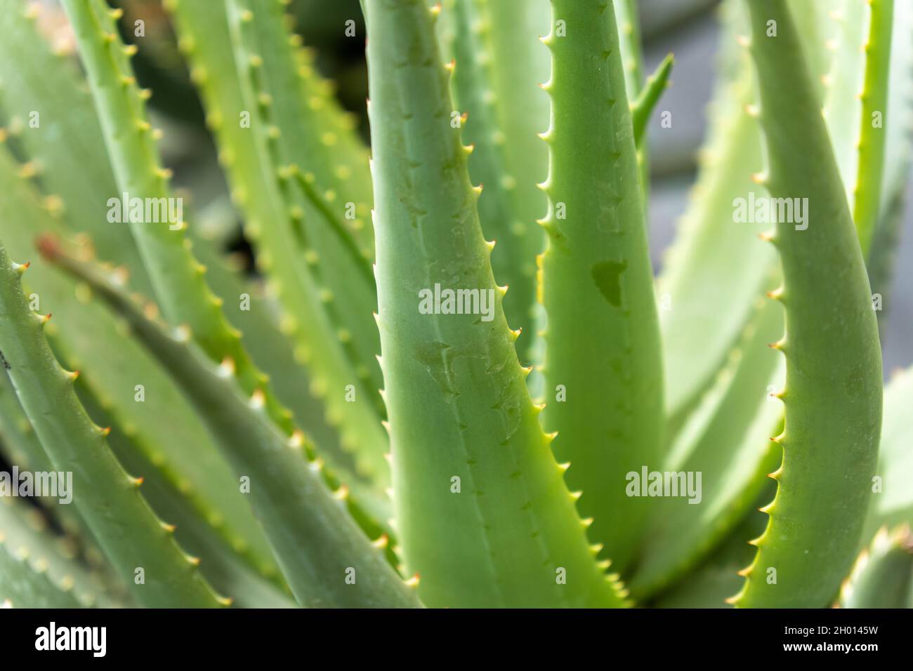 Focus sulla natura verde aloe alberi piante in giardino Foto Stock