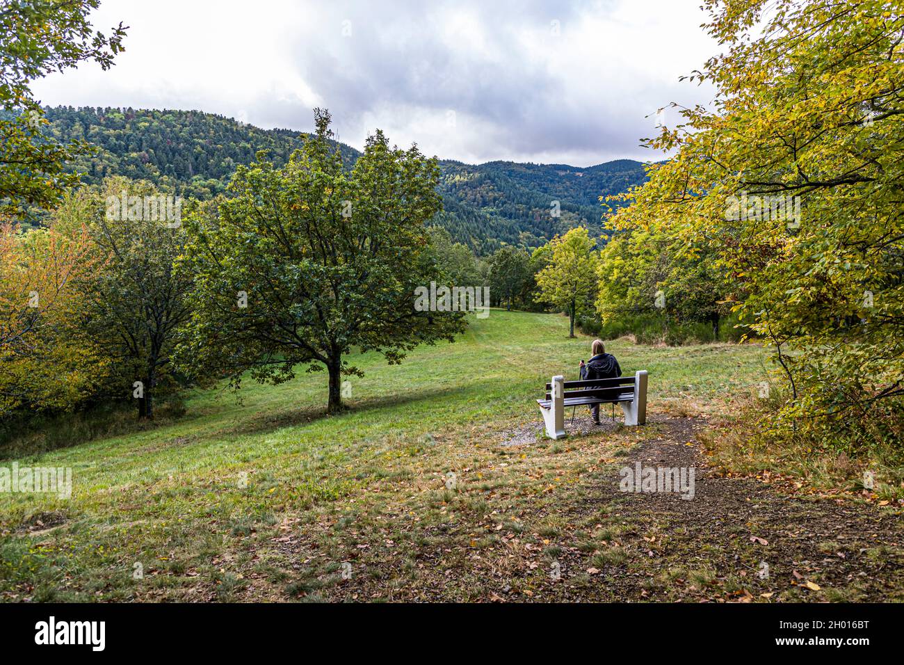 Panchina sul sentiero escursionistico Vosges vicino Rimbach-près-Guebwiller, Francia Foto Stock