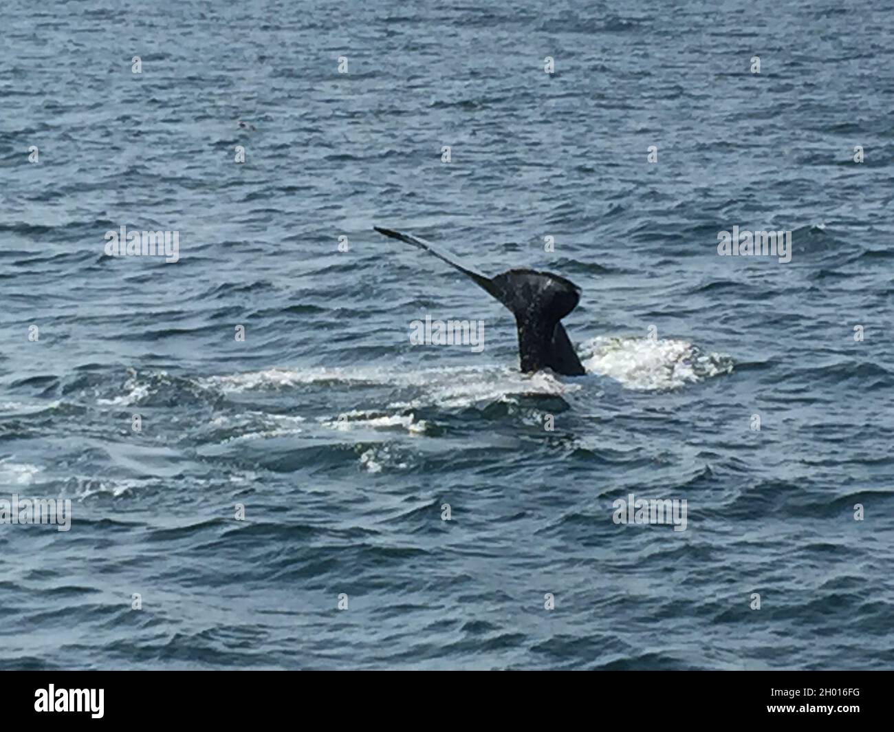 Un primo colpo di coda di balena nell'oceano Foto Stock