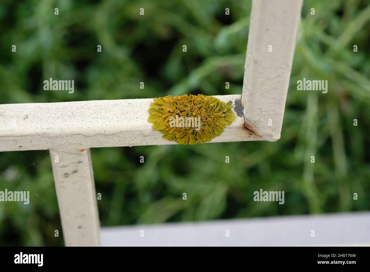 Fungo su una recinzione di metallo nel cortile. Schimmelpilz su una superficie di ferro. Combattere lo stampo su superfici lisce. Foto Stock