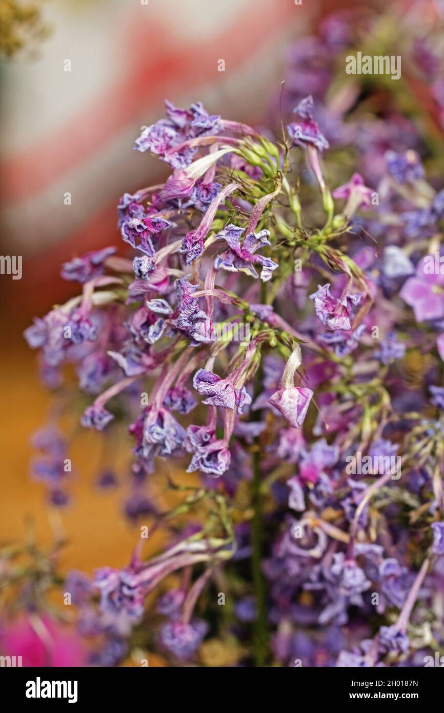 Fiori di flox viola sbiaditi come simbolo del passato Foto Stock