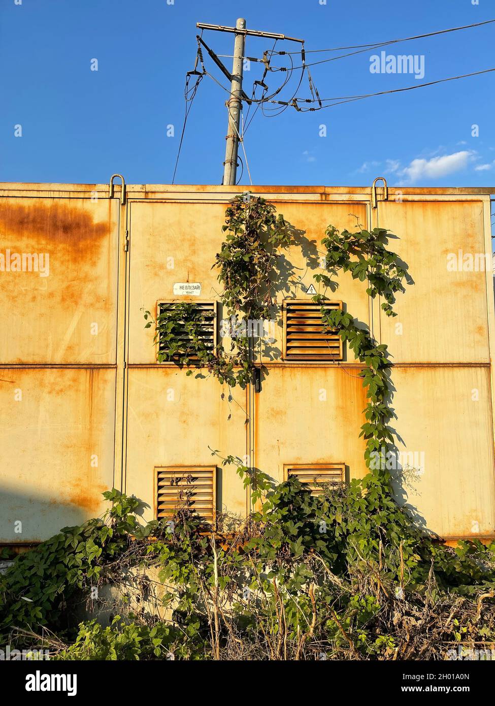 Colpo verticale del contenitore arrugginito di metallo all'aperto nel sole con edera selvaggia che cresce dappertutto Foto Stock
