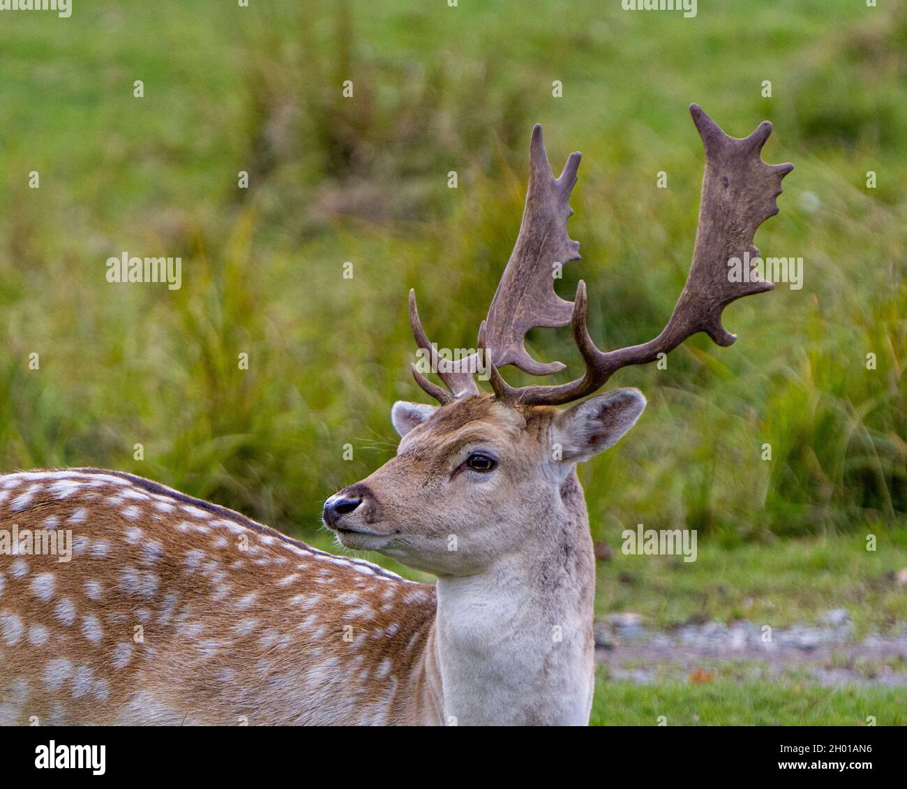 La testa del cervo del fieno ha girato la vista ravvicinata del profilo nel campo con lo sfondo sfocato nel suo ambiente e l'habitat circostante che mostra le sue antler. Foto Stock