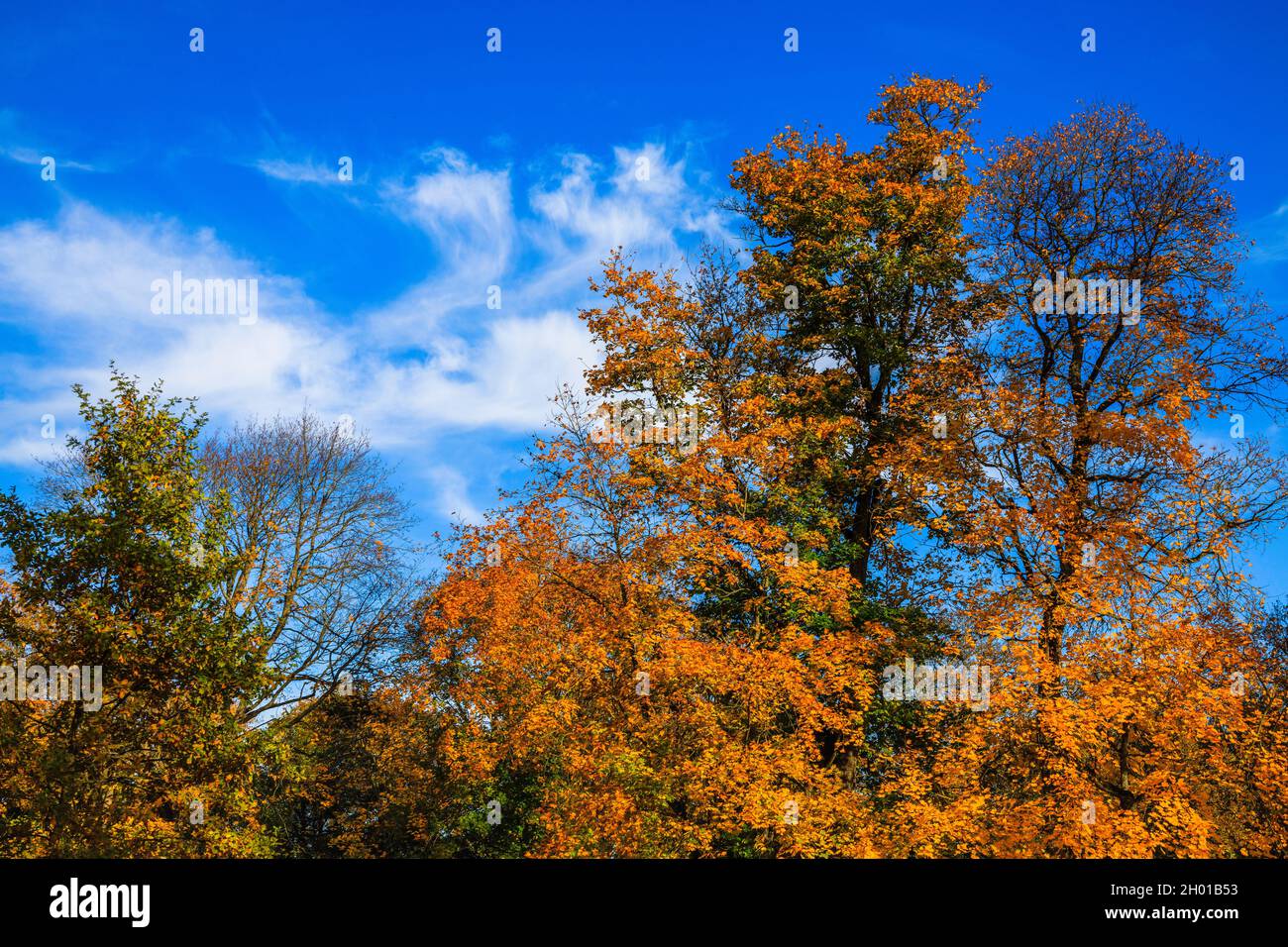 rami di acero autunnale lasciano contro un cielo blu Foto Stock