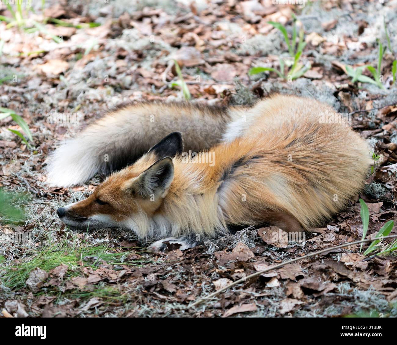 Vista ravvicinata del profilo di Red Fox, sdraiata su muschio bianco e fogliame in primavera con sfondo sfocato nel suo ambiente e habitat. Immagine. Foto Stock