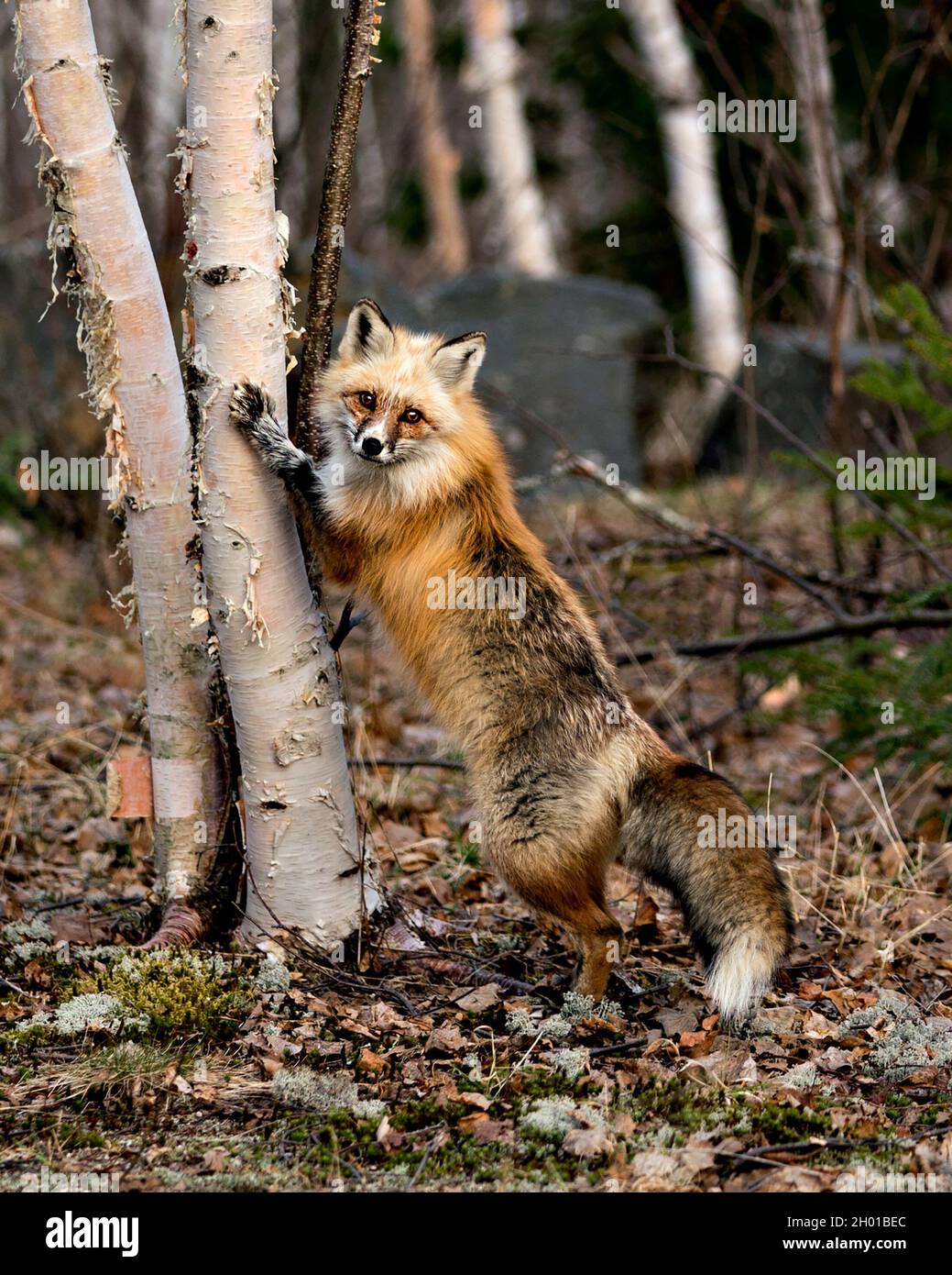 Volpe rossa unica in piedi su zampe posteriori da un albero di betulla nella stagione primaverile nel suo ambiente con sfondo sfocato che mostra zampe bianco marchio. Volpe. Foto Stock