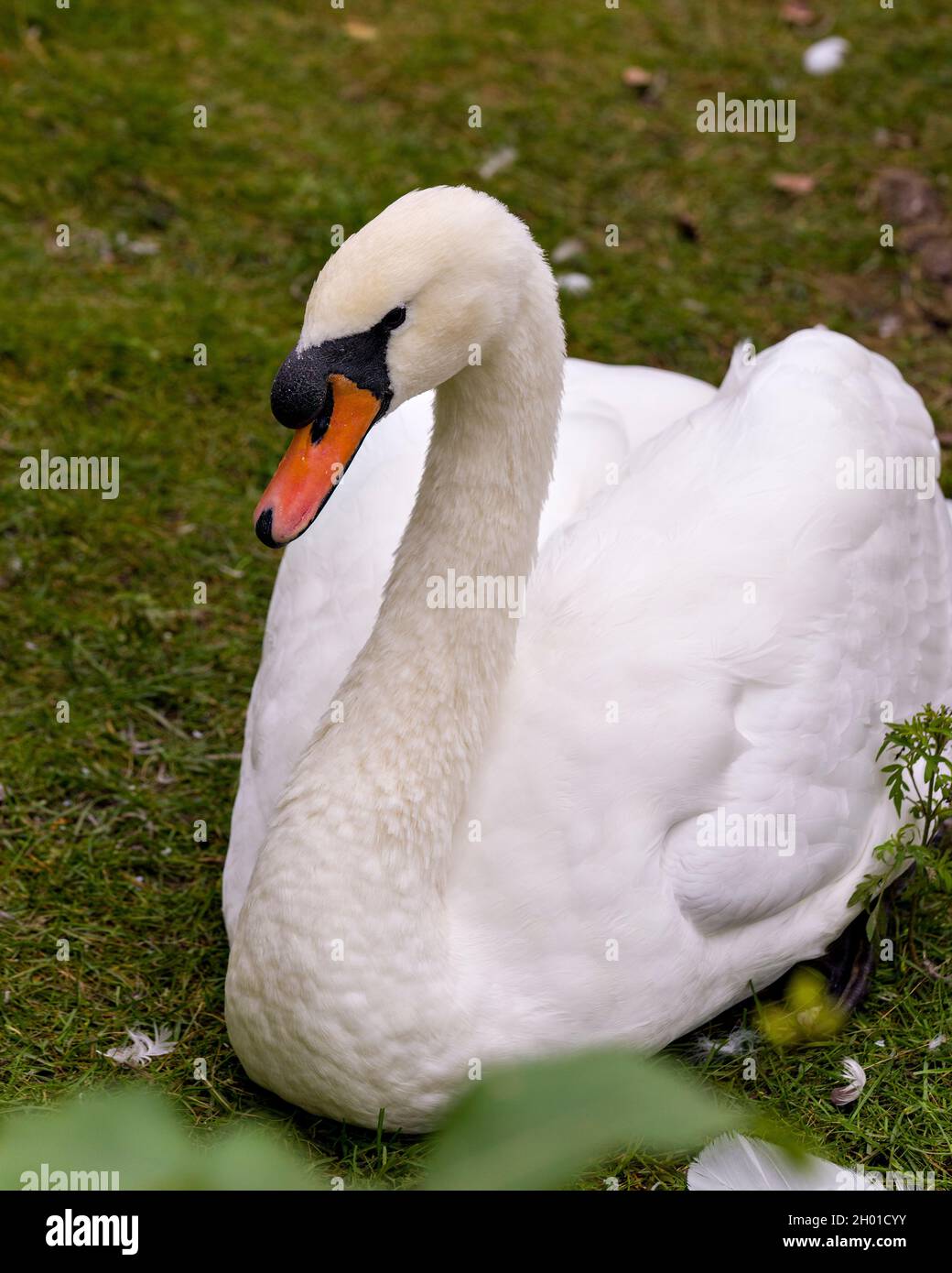 Vista del profilo di Swan close-up poggiante sull'erba che mostra le ali bianche dell'angelo precipitano nel suo ambiente e habitat circostante. Foto Stock
