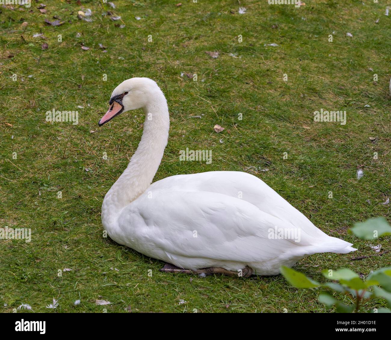 Mute Swan riposato sull'erba con una vista laterale e mostra angelo bianco piumaggio nel suo ambiente e habitat circostante. Verticale. Immagine. Foto Stock