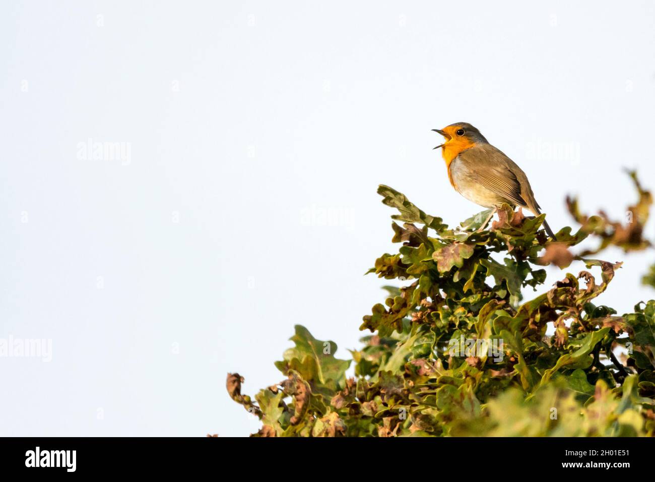 Robin, Erithacus rubecula, cantando su un albero di quercia nel bosco del Norfolk. Foto Stock
