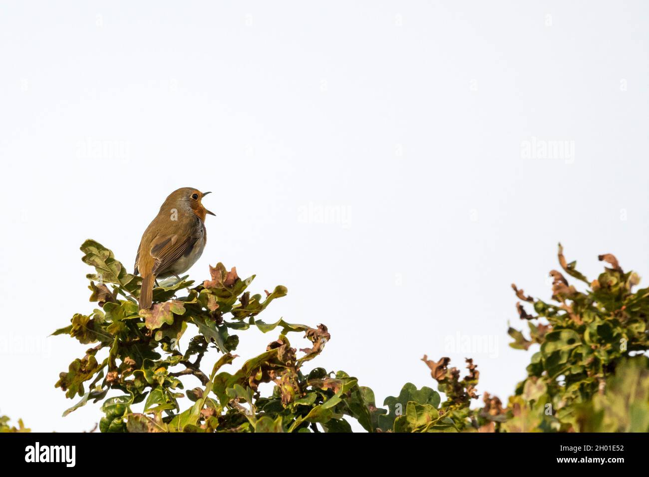 Robin, Erithacus rubecula, cantando su un albero di quercia nel bosco del Norfolk. Foto Stock