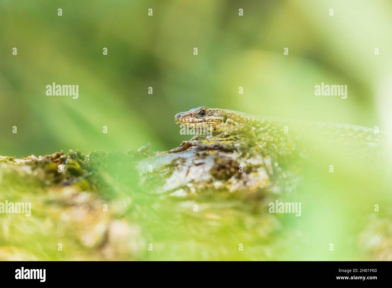 Podarcis muralis, europeo comune di lucertola muraiola, appoggiato in luce del sole su un albero con dense foglie verdi. Piccole profondità di campo e messa a fuoco selettiva, macro ima Foto Stock