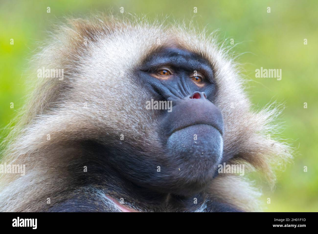 Primo piano di un baboon Gelada , Theropithecus gelada, Foto Stock