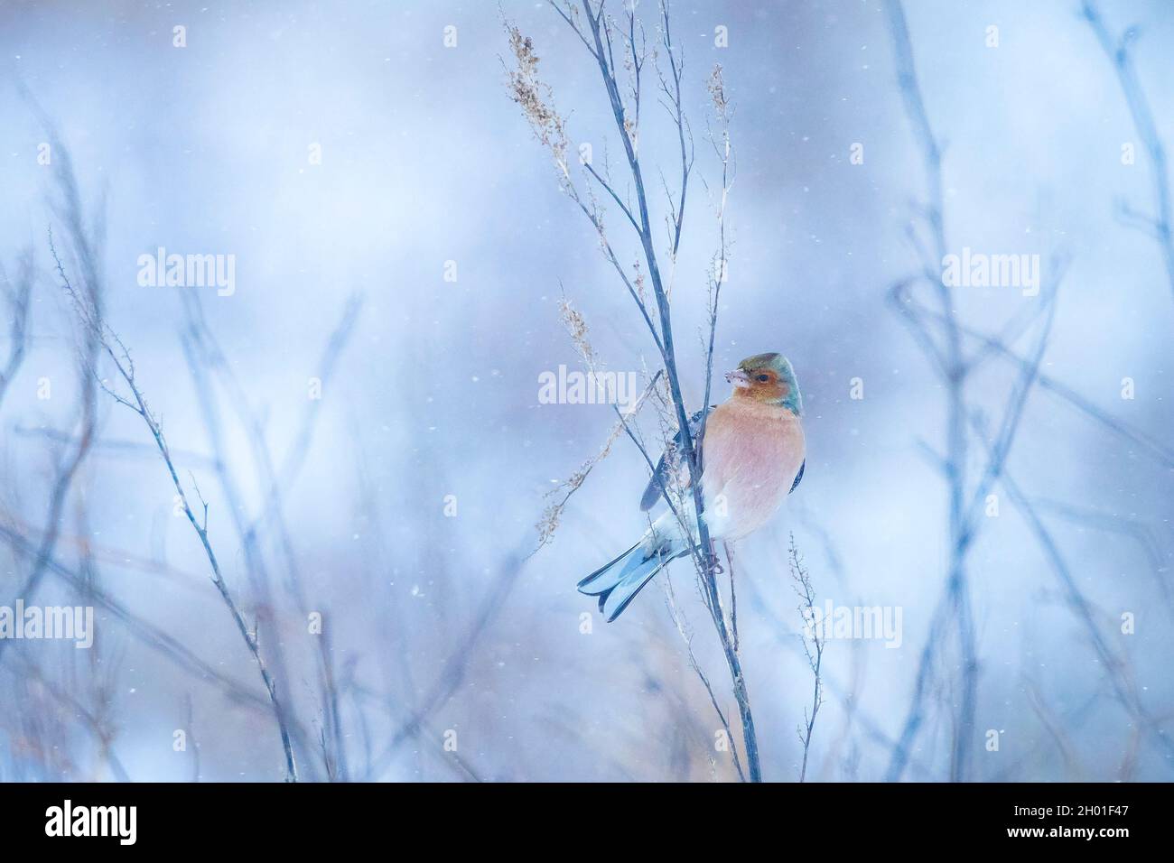 Closeup di un maschio chaffinch, Fringilla coelebs, foraging in neve, bella fredda impostazione invernale Foto Stock