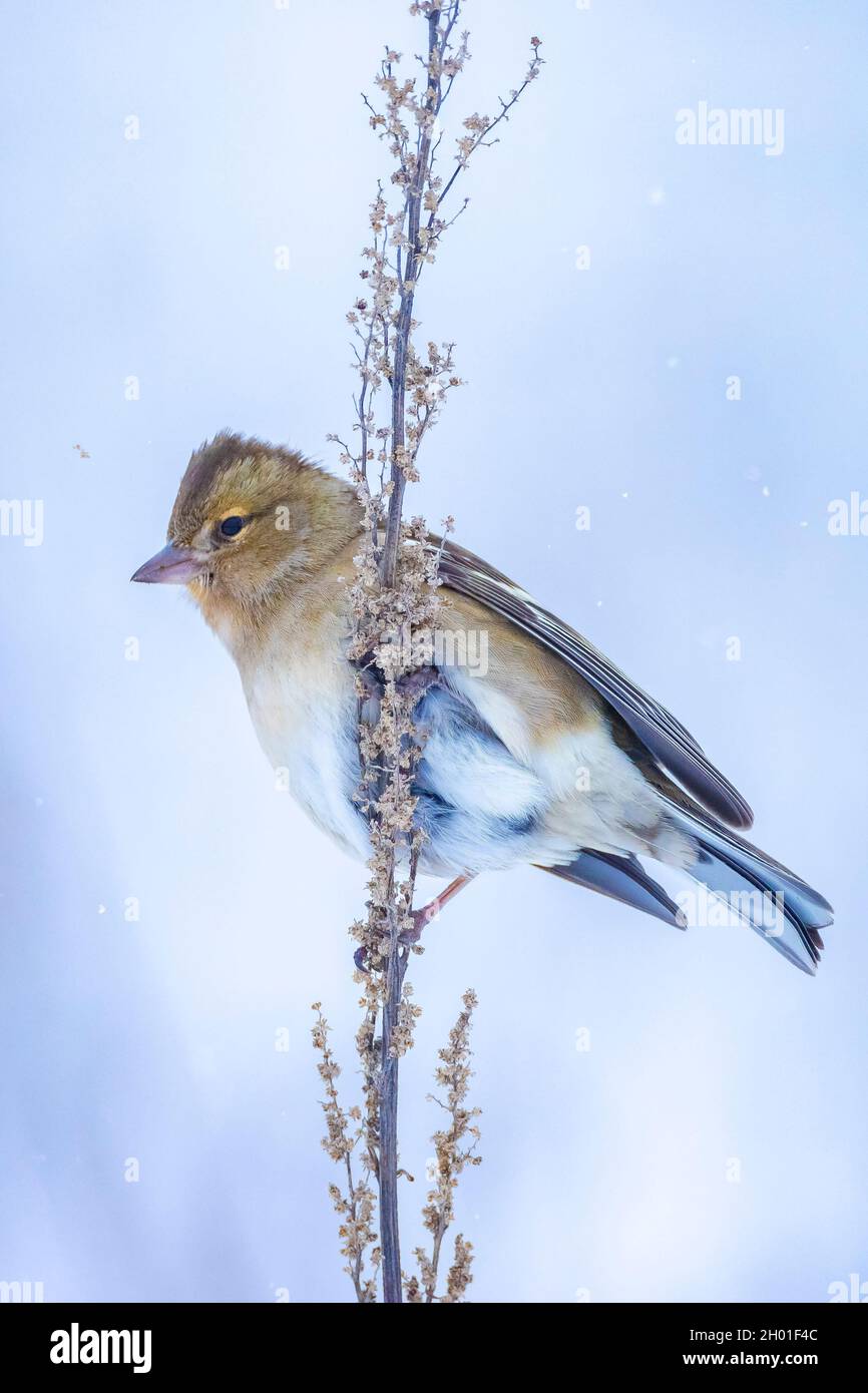 Closeup di un uccello di chaffinch femminile, coelebs di Fringilla, foraging nella neve, impostazione invernale bella fredda Foto Stock