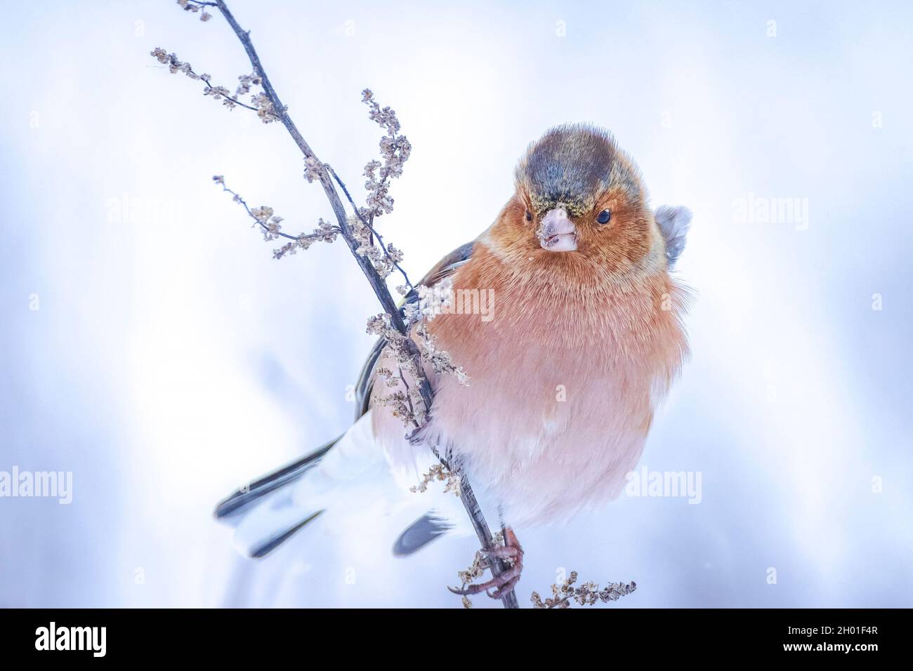 Closeup di un maschio chaffinch, Fringilla coelebs, foraging in neve, bella fredda impostazione invernale Foto Stock