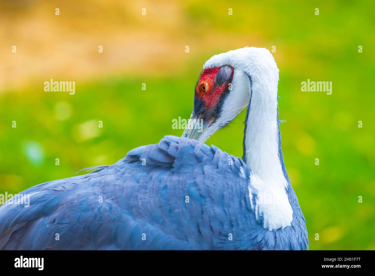 Primo piano di una gru bianca, Antigone Vipio, Grus Vipio, foraggio di uccelli Foto Stock