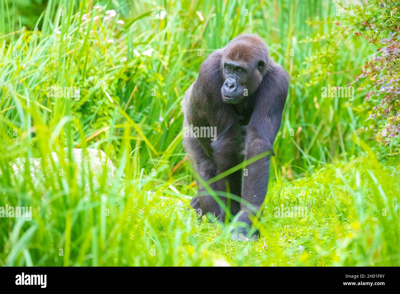 Primo piano di un Gorilla che cammina attraverso l'erba alta in un prato Foto Stock