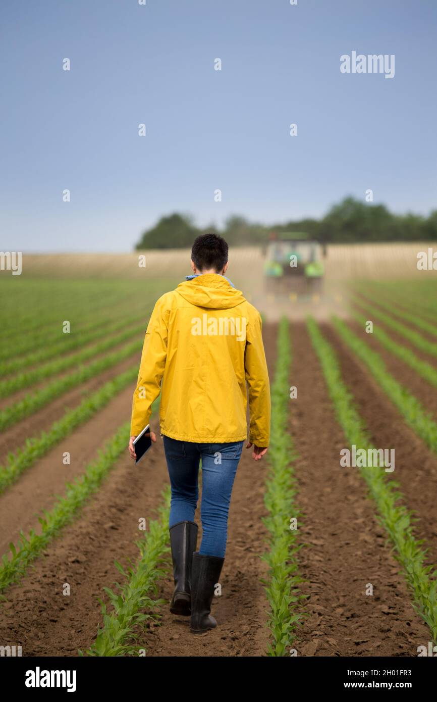 Vista posteriore dell'agricoltore con la tavoletta che cammina nel campo di mais davanti al trattore in primavera Foto Stock