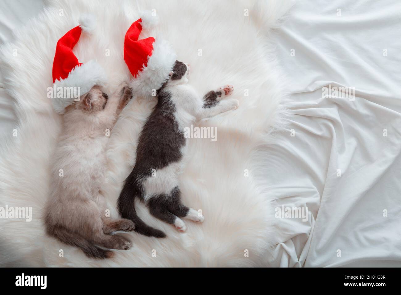 Gattini di Natale a Natale Babbo Natale cappello dormire sulla plaid. Coppia di gattini in amore piccoli gatti hanno sogni dolci accoglienti. Concetto per il nuovo anno Foto Stock