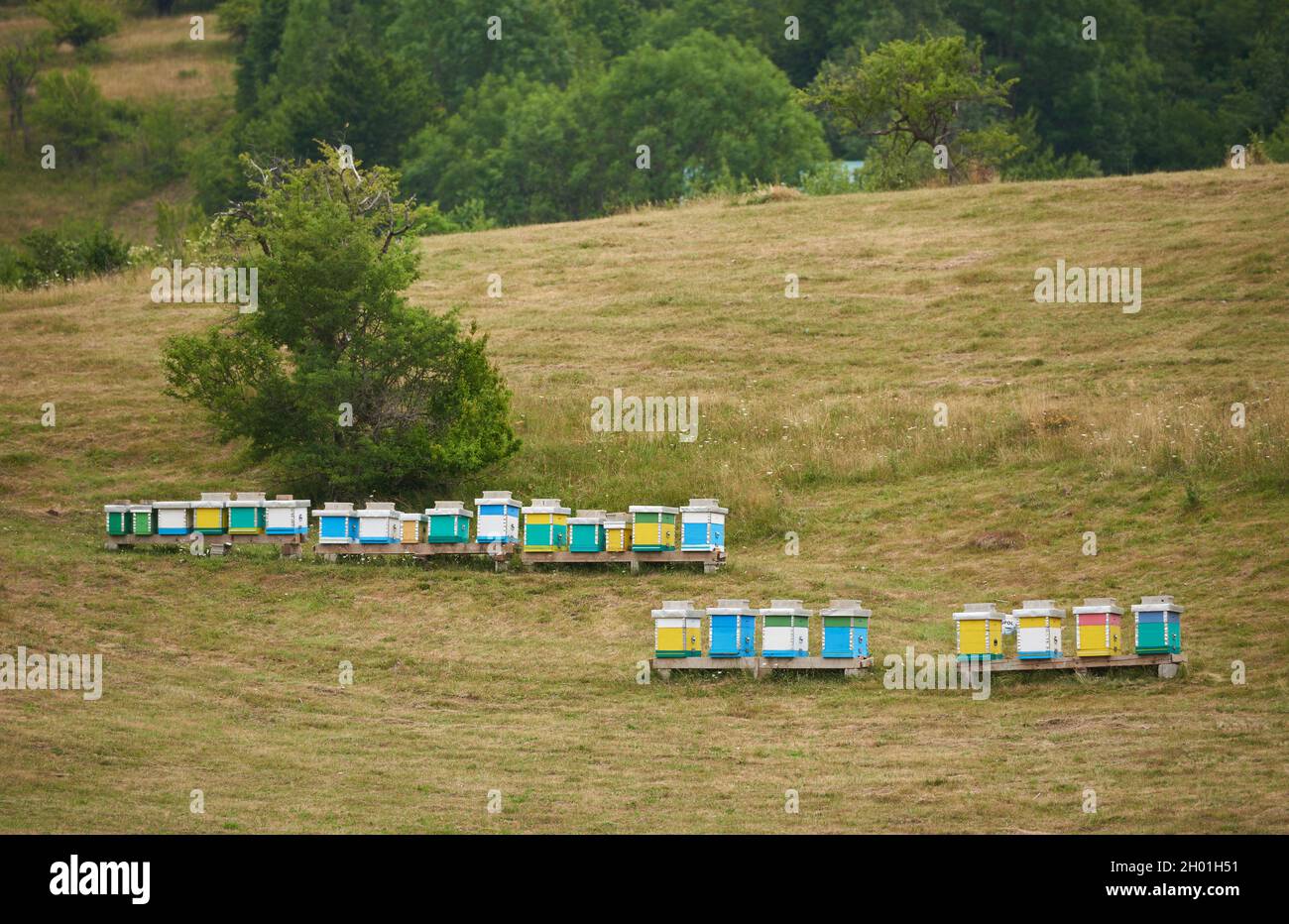 Alveari di ape su erba verde in un campo in Europa Foto Stock